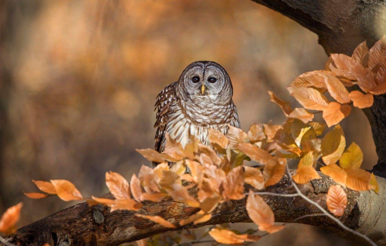 Autumn Owl Desktop Wallpapers