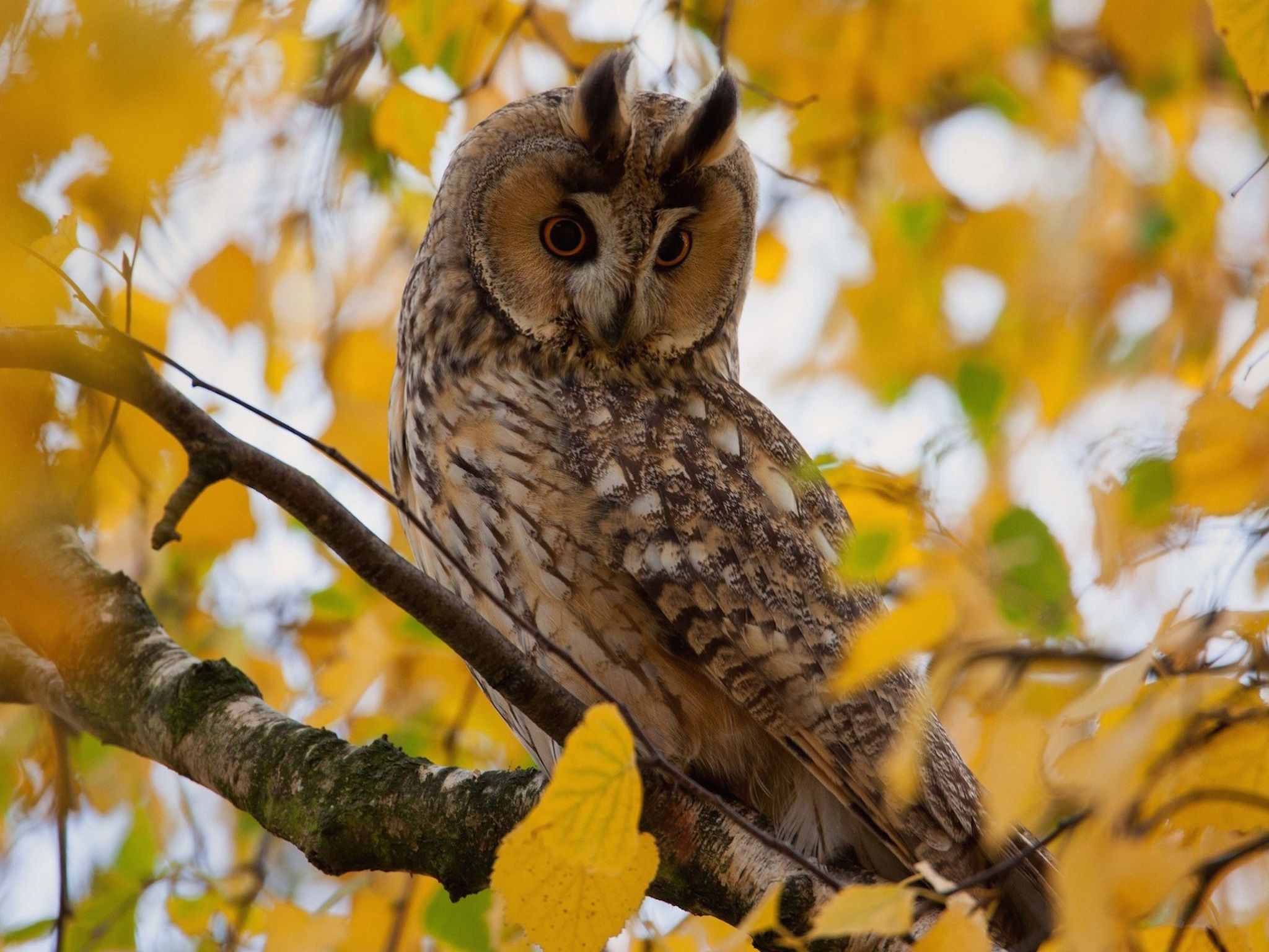 Autumn Owl Desktop Wallpapers