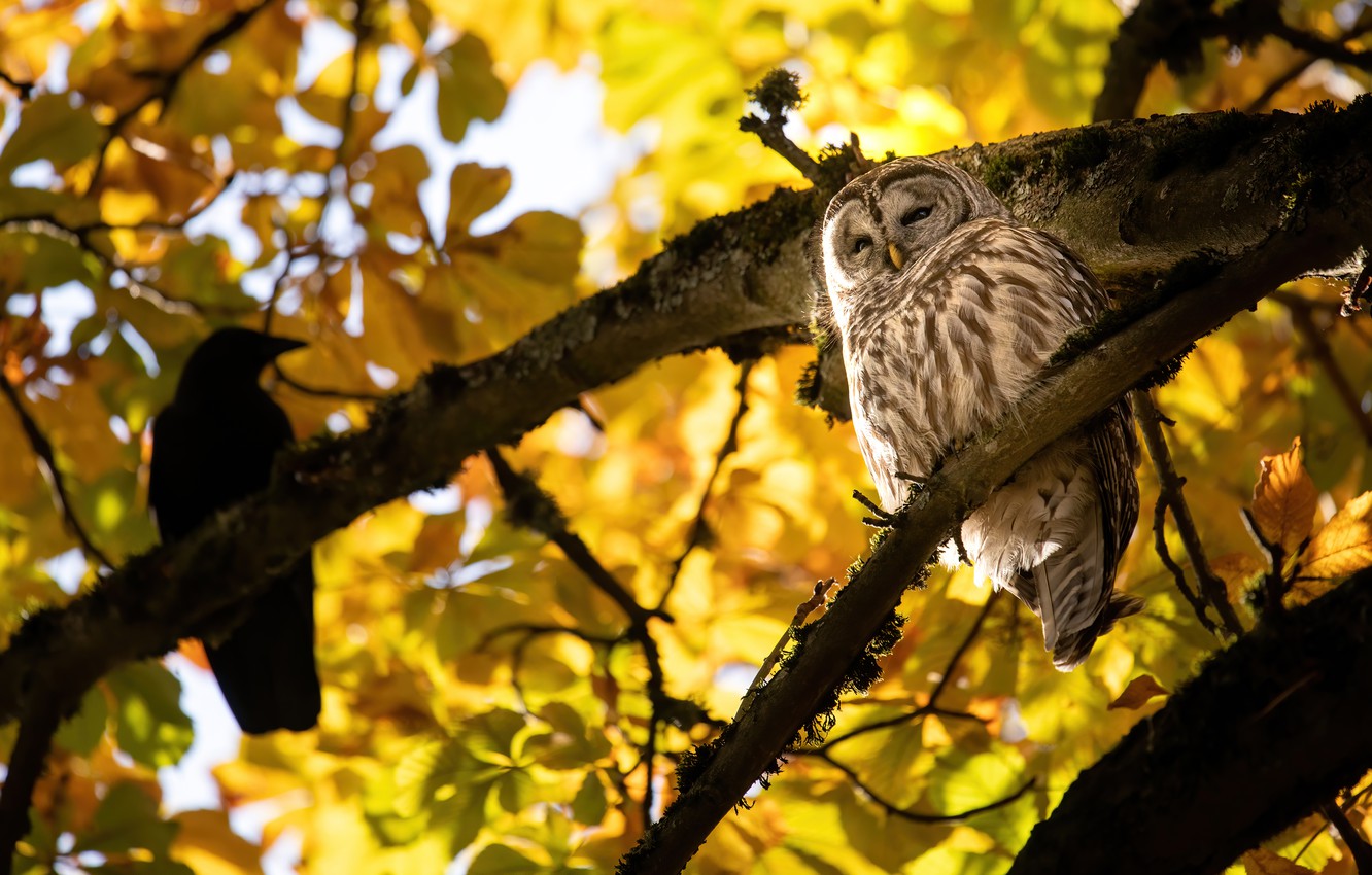 Autumn Owl Desktop Wallpapers