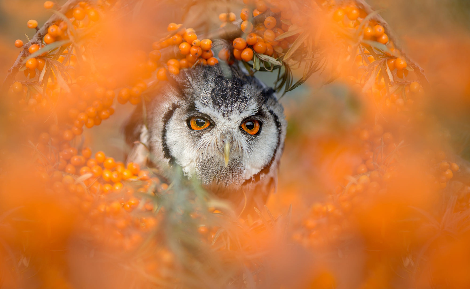 Autumn Owl Desktop Wallpapers