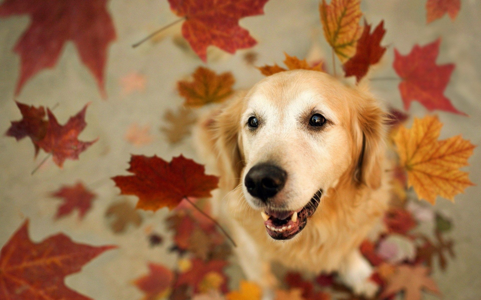 Autumn Pets Desktop Wallpapers