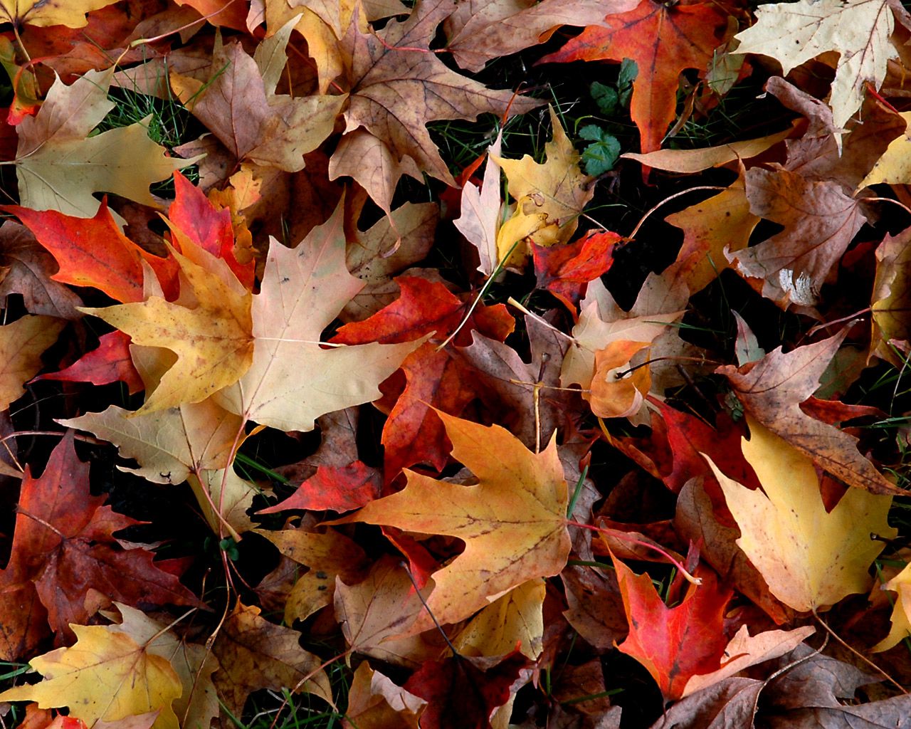 Autumn Pinterest Desktop Wallpapers