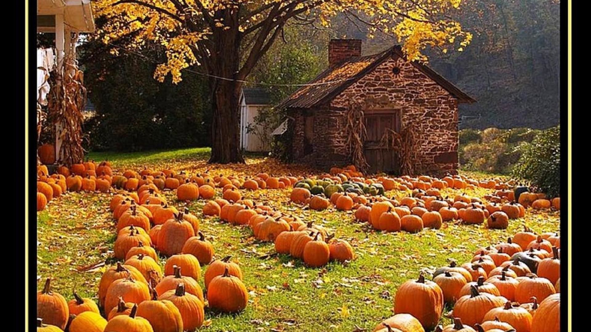 Autumn Pumpkin Desktop Wallpapers