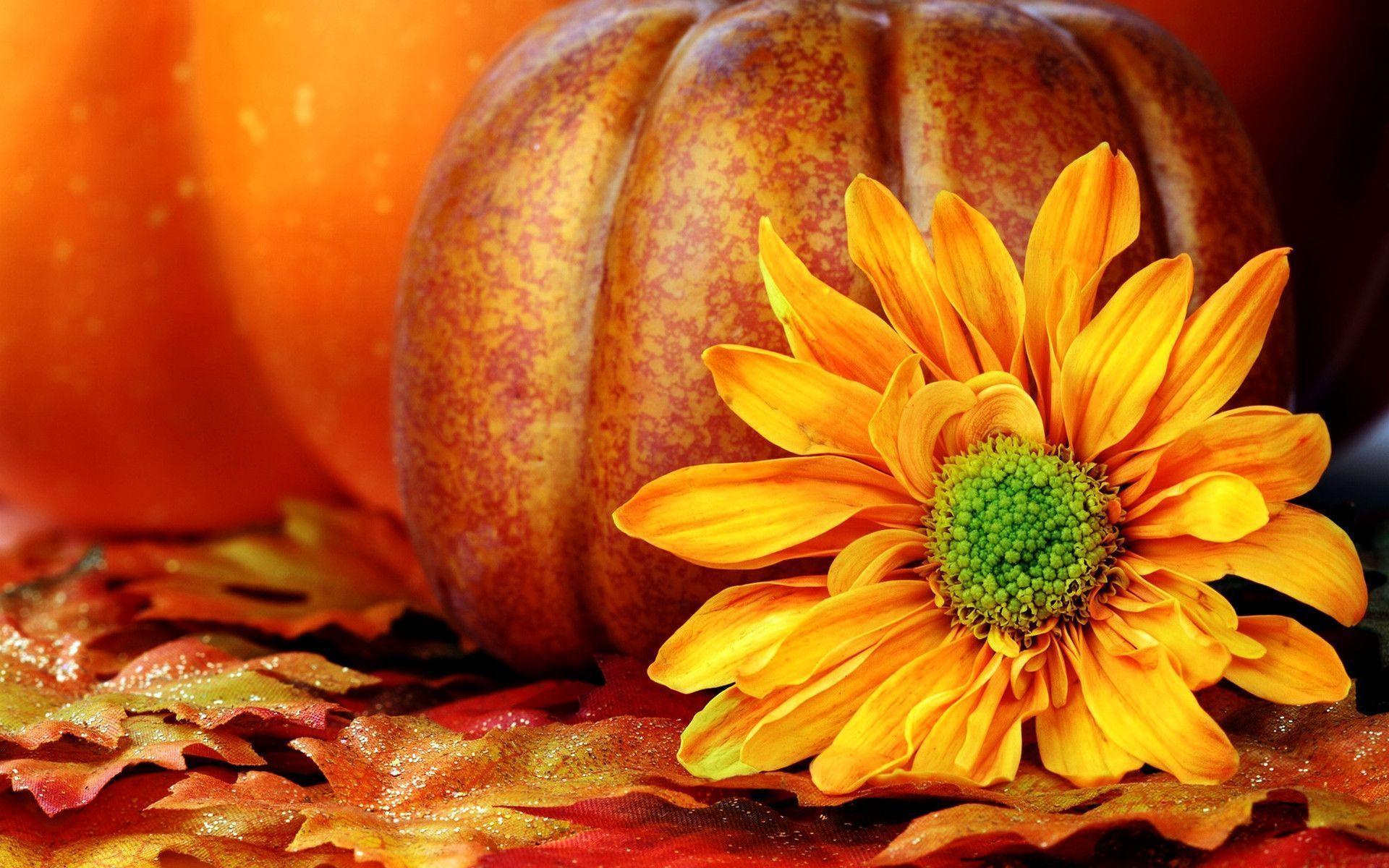 Autumn Pumpkin Desktop Wallpapers