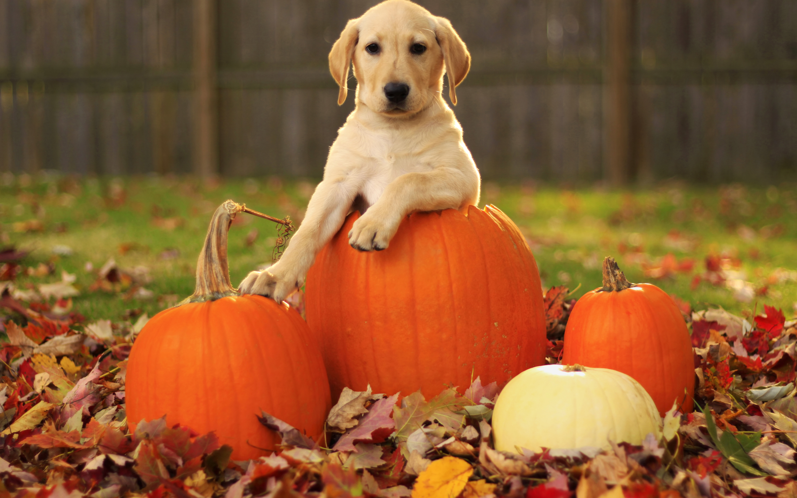 Autumn Pumpkin Desktop Wallpapers