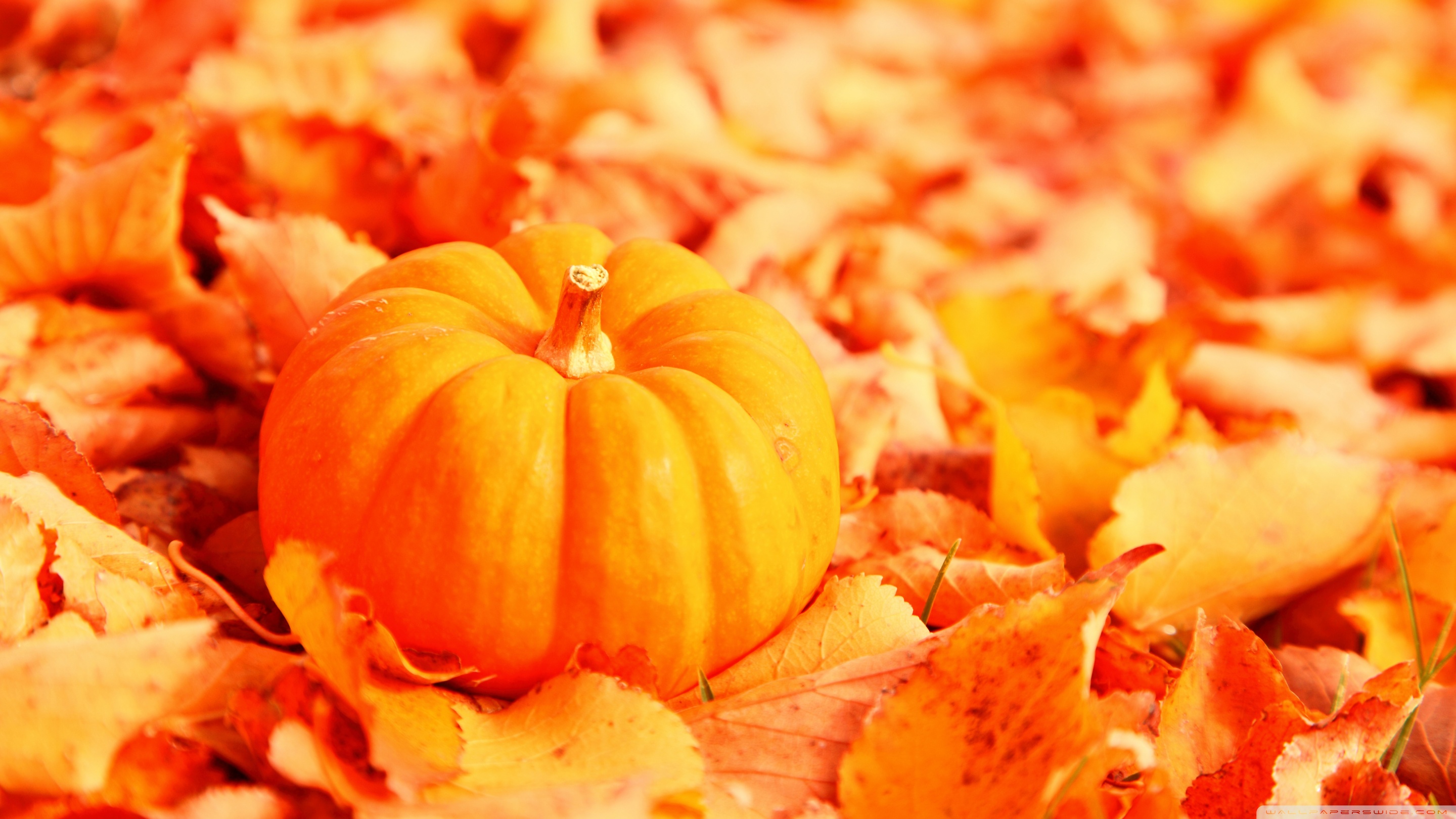 Autumn Pumpkin Desktop Wallpapers