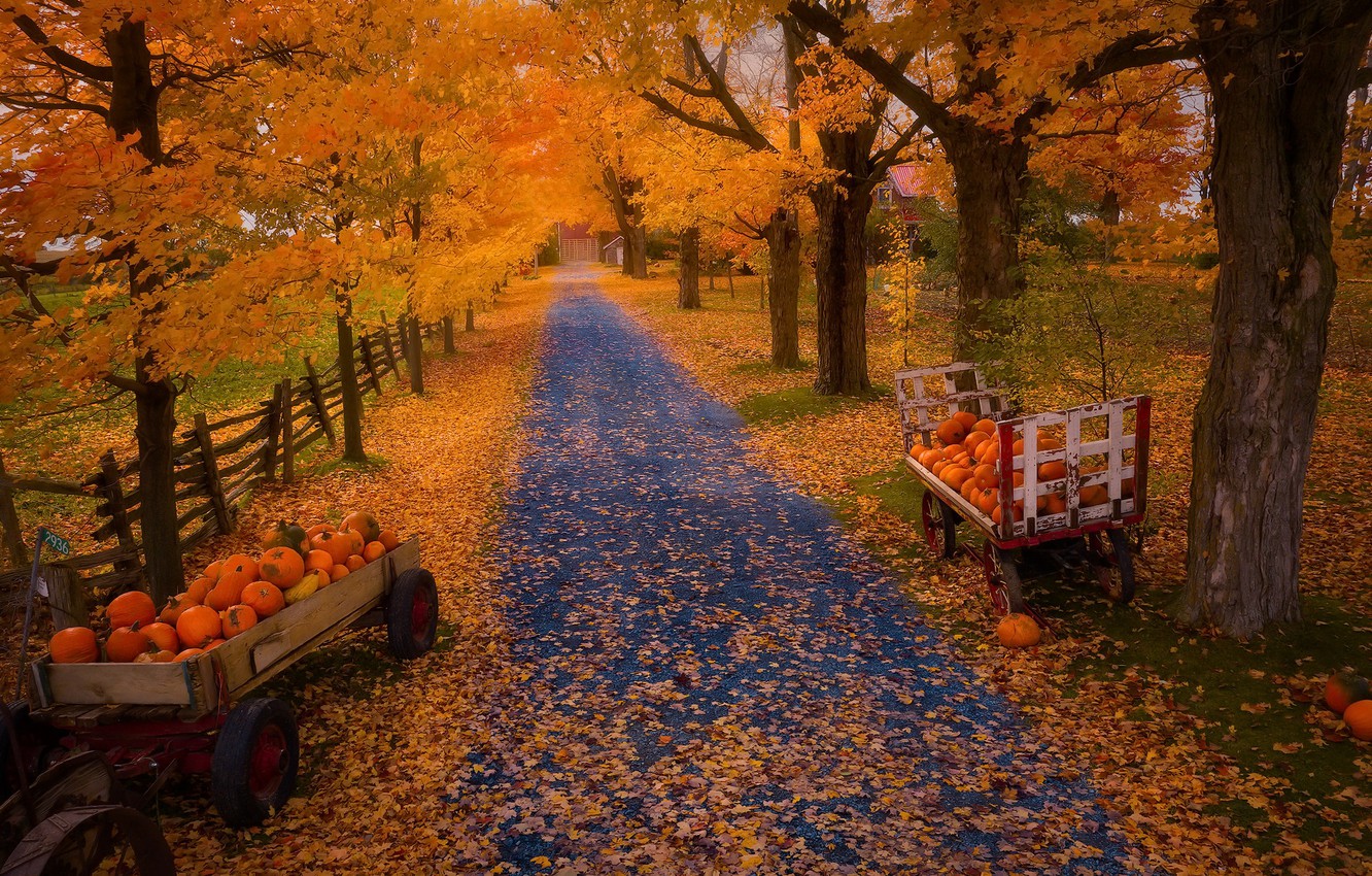 Autumn Pumpkin Desktop Wallpapers