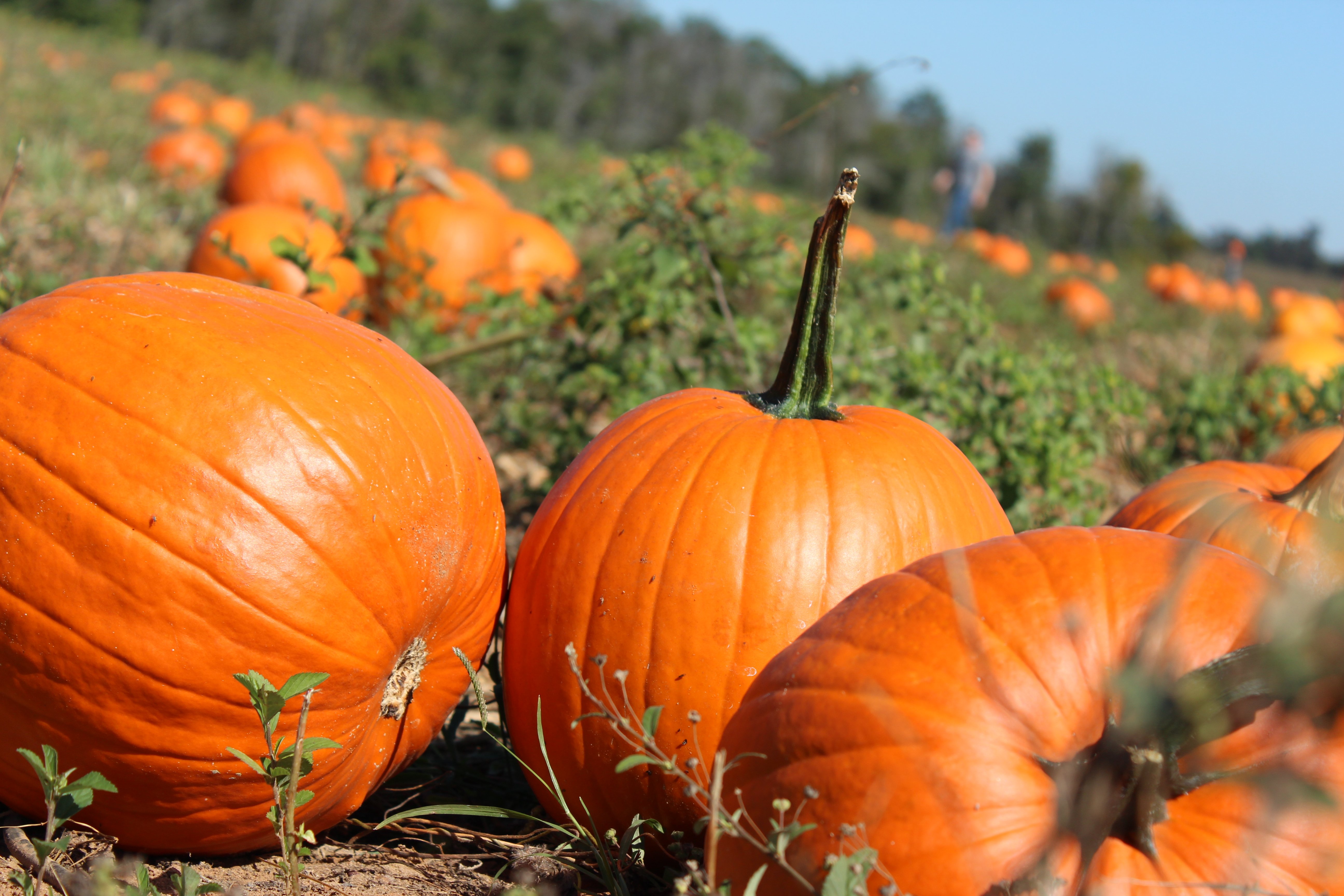 Autumn Pumpkin Desktop Wallpapers