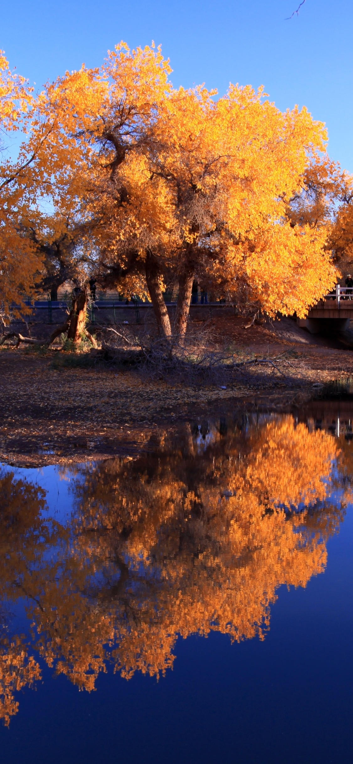 Autumn Reflection Wallpapers