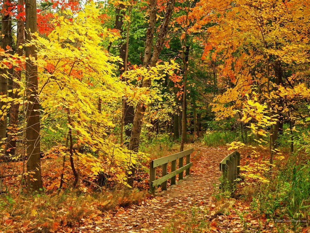 Autumn Scene Wallpapers