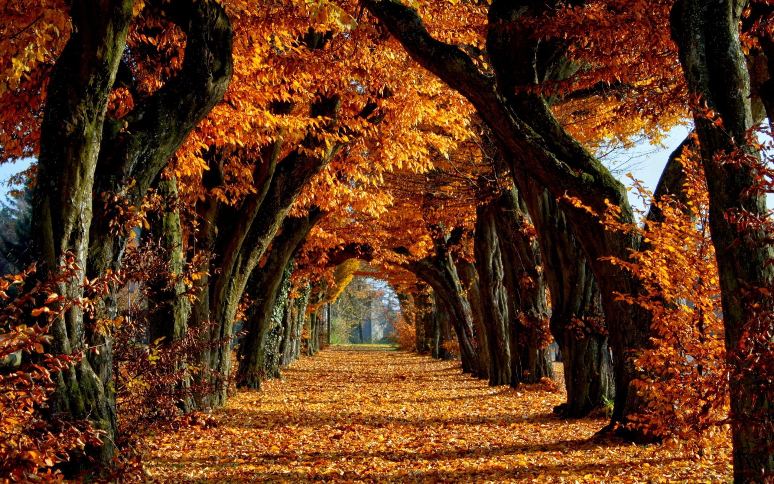 Autumn Scenes Desktop Wallpapers