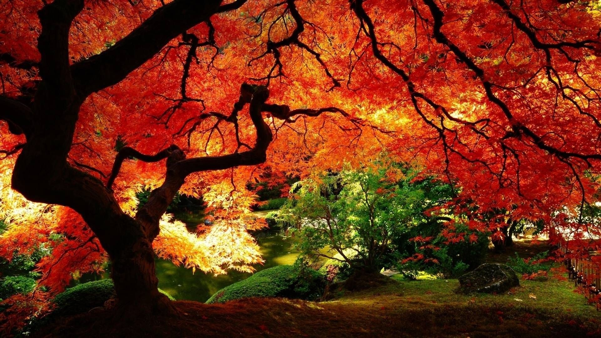 Autumn Scenes Desktop Wallpapers