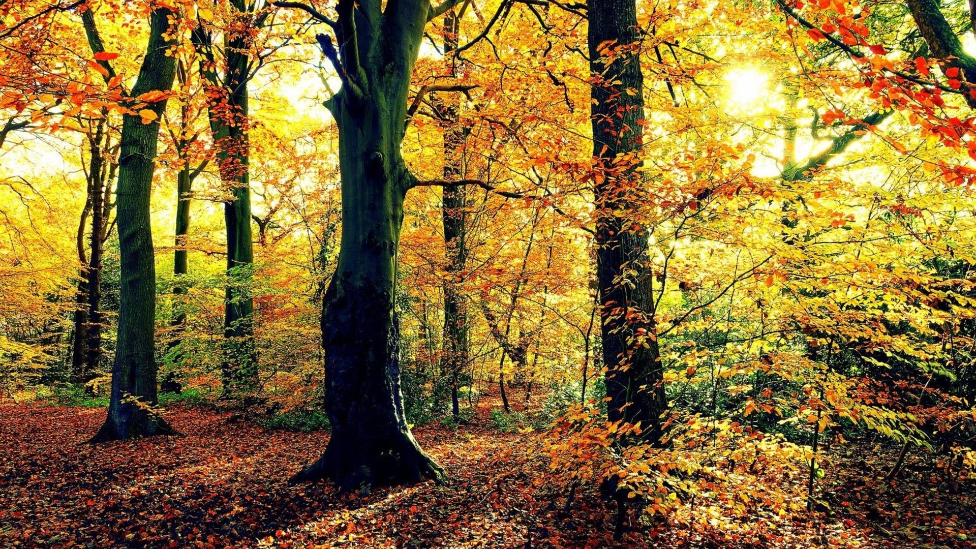 Autumn Scenes Desktop Wallpapers