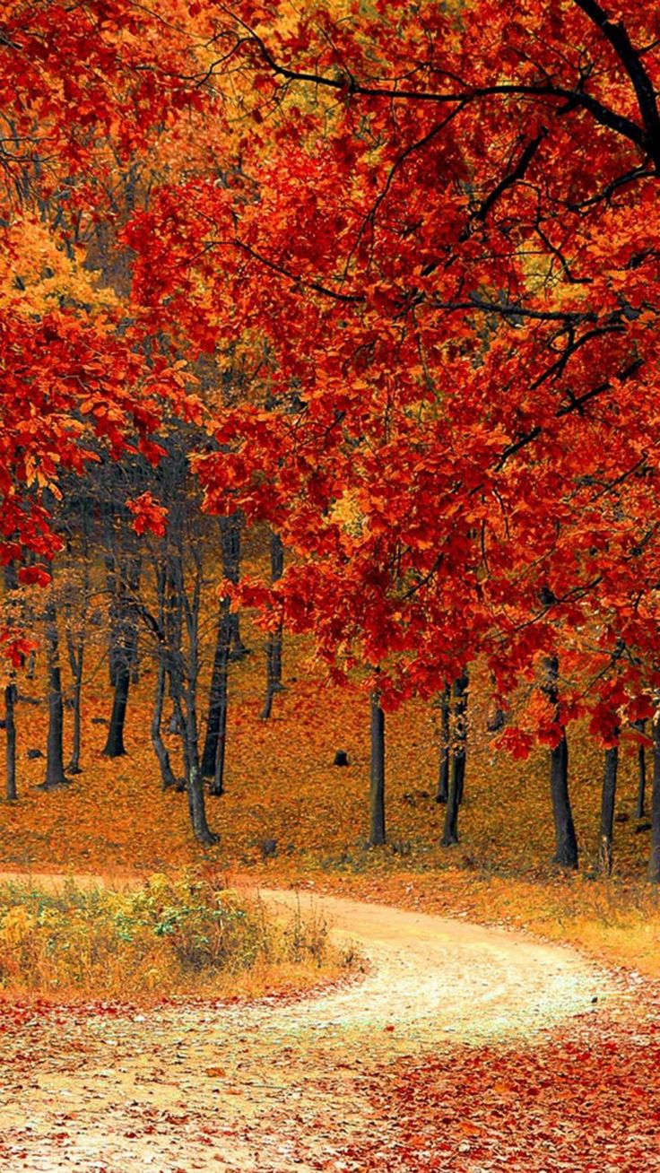 Autumn Scenes Wallpapers