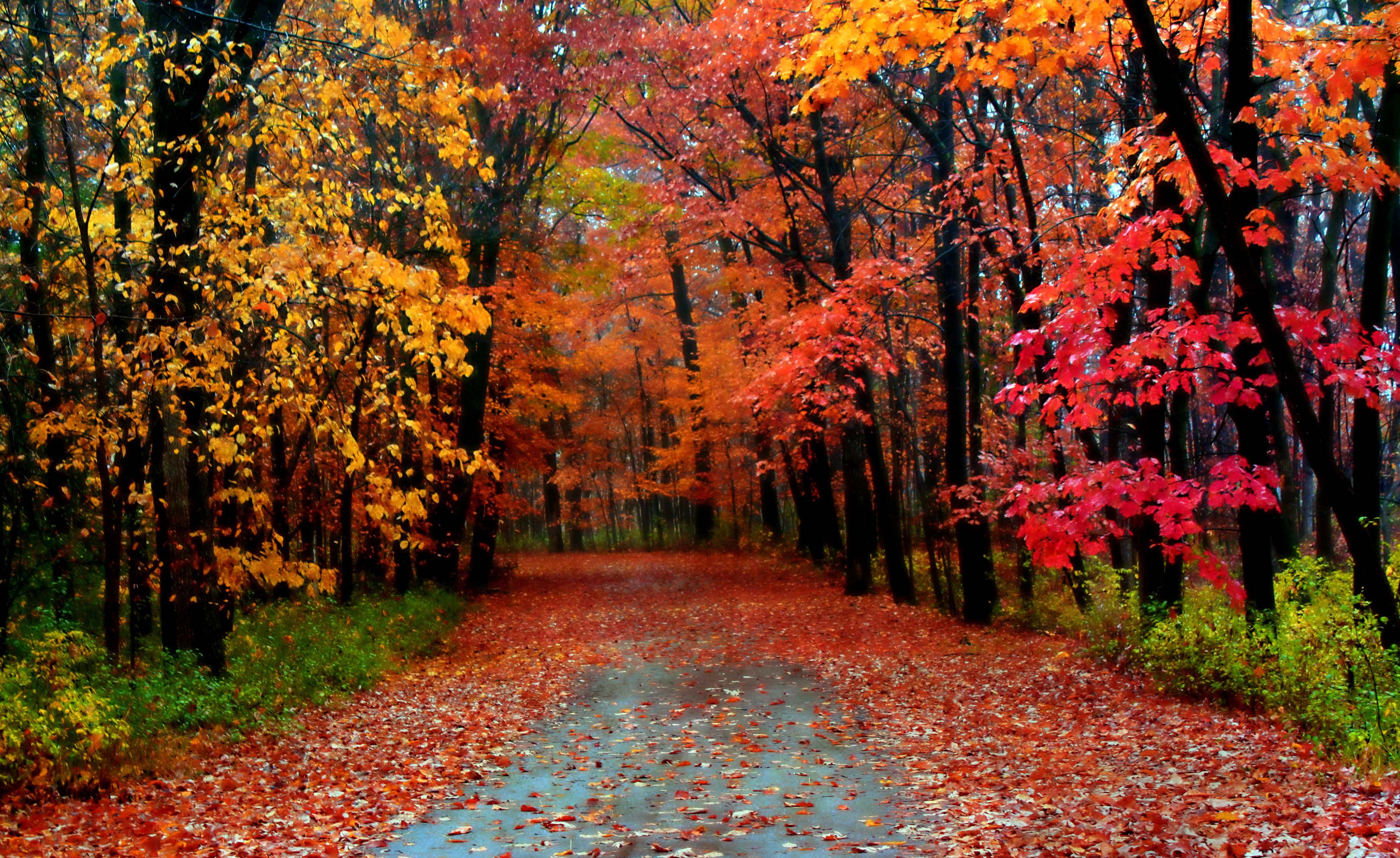 Autumn Season Hd Wallpapers