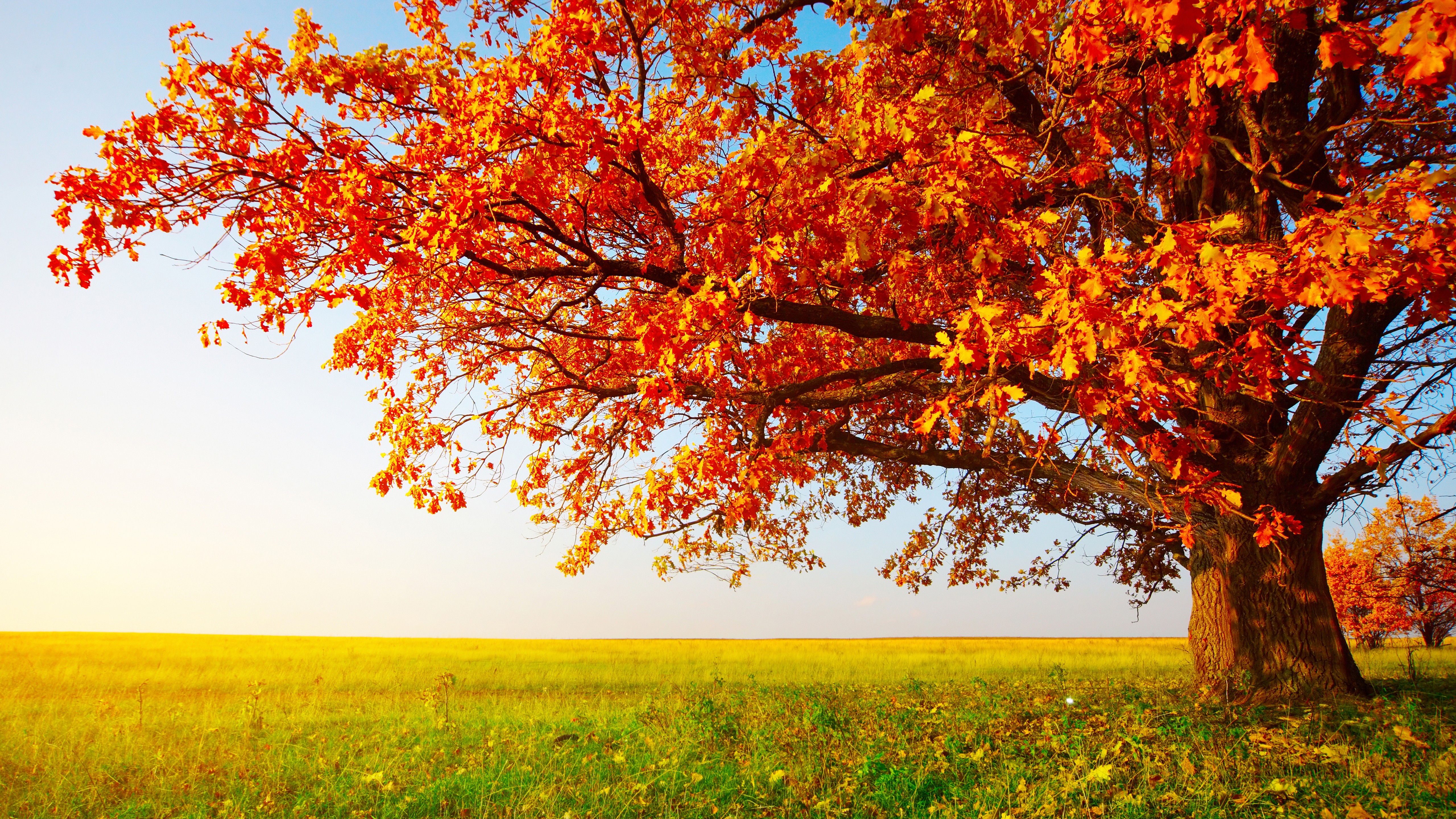 Autumn Tree Without Leaves Wallpapers