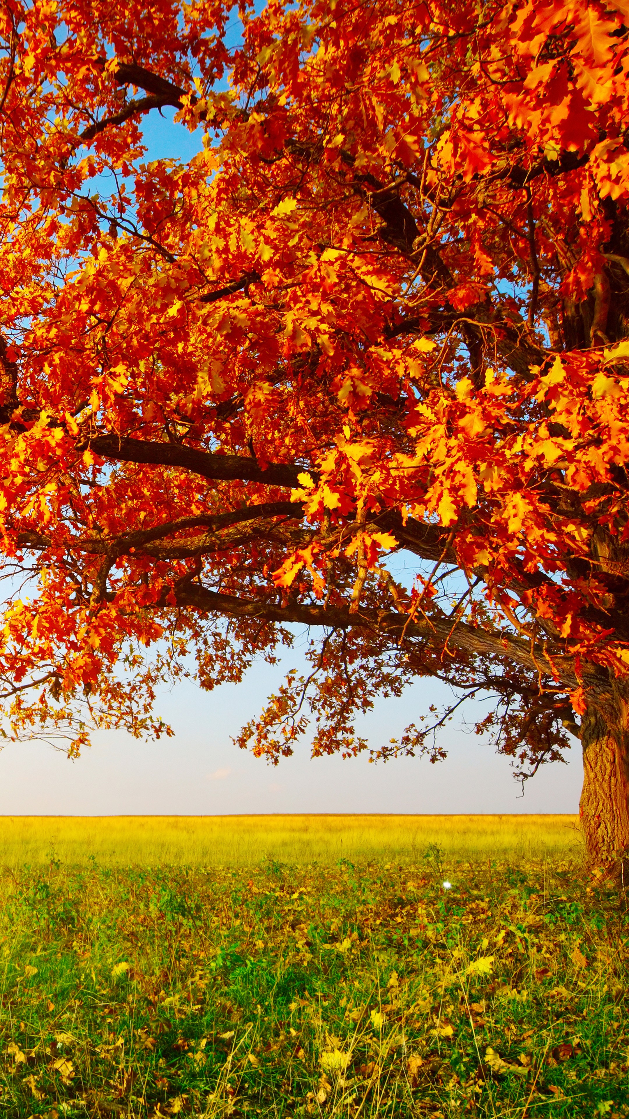 Autumn Tree Without Leaves Wallpapers