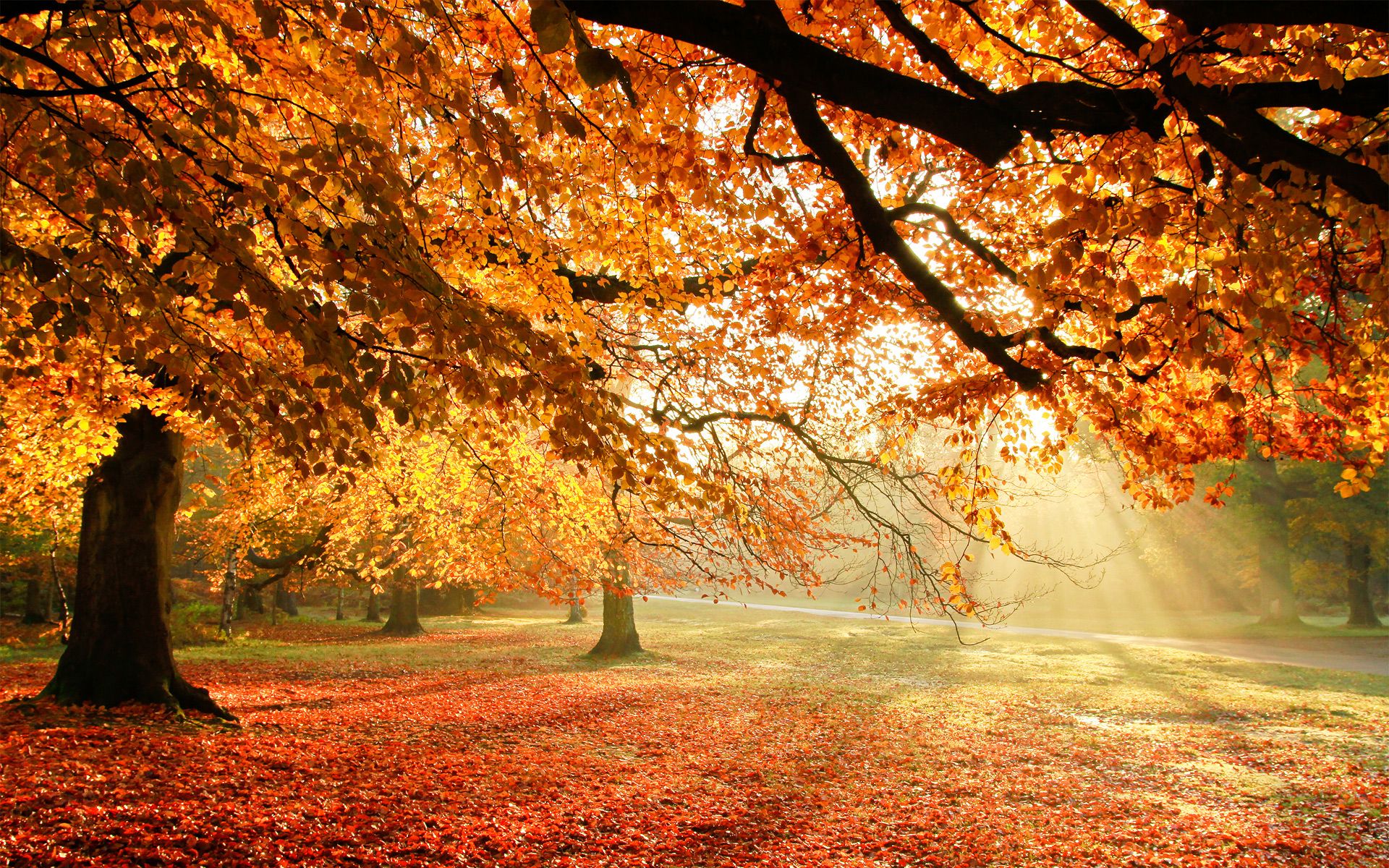 Autumn Tree Without Leaves Wallpapers