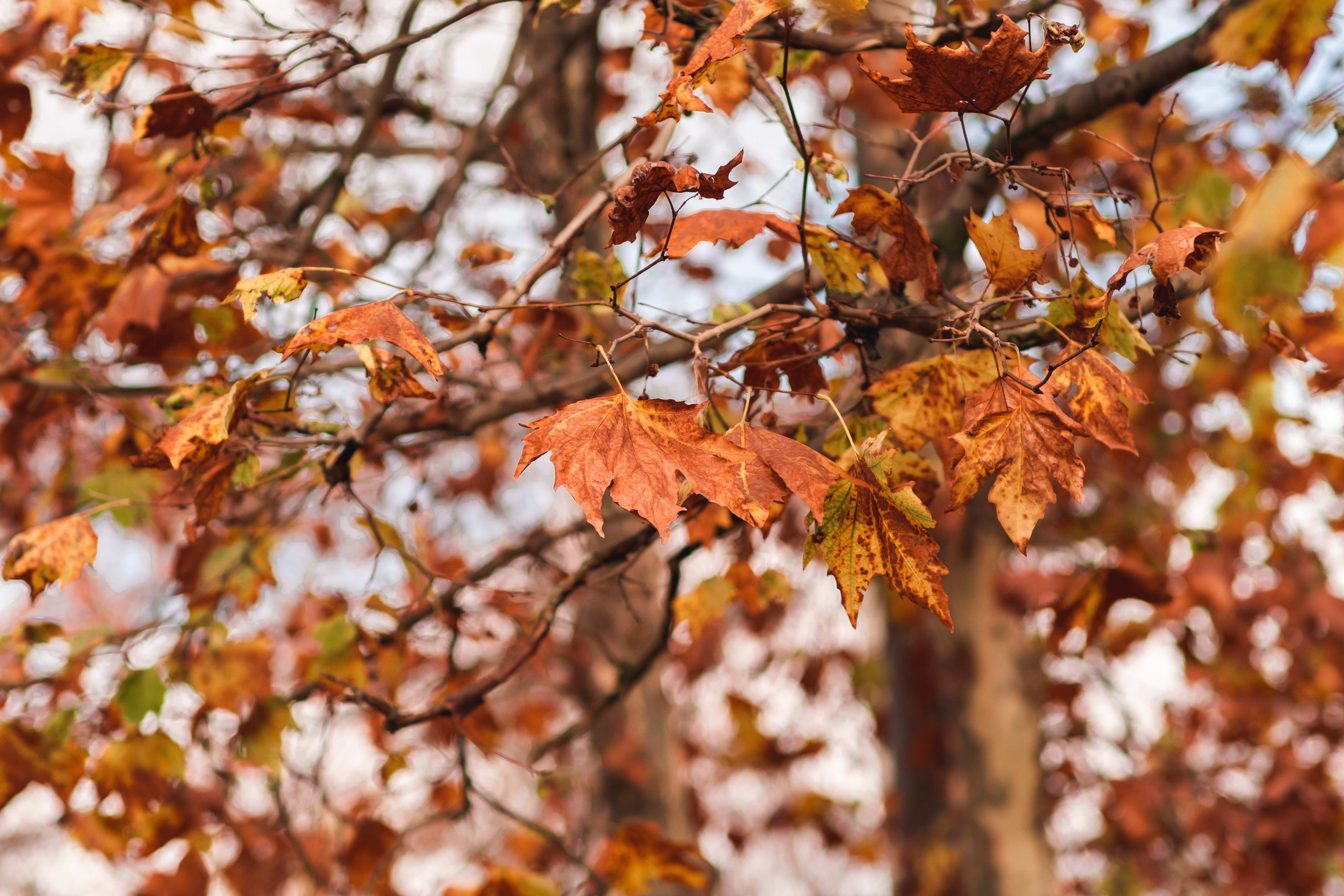 Autumn Tree Without Leaves Wallpapers