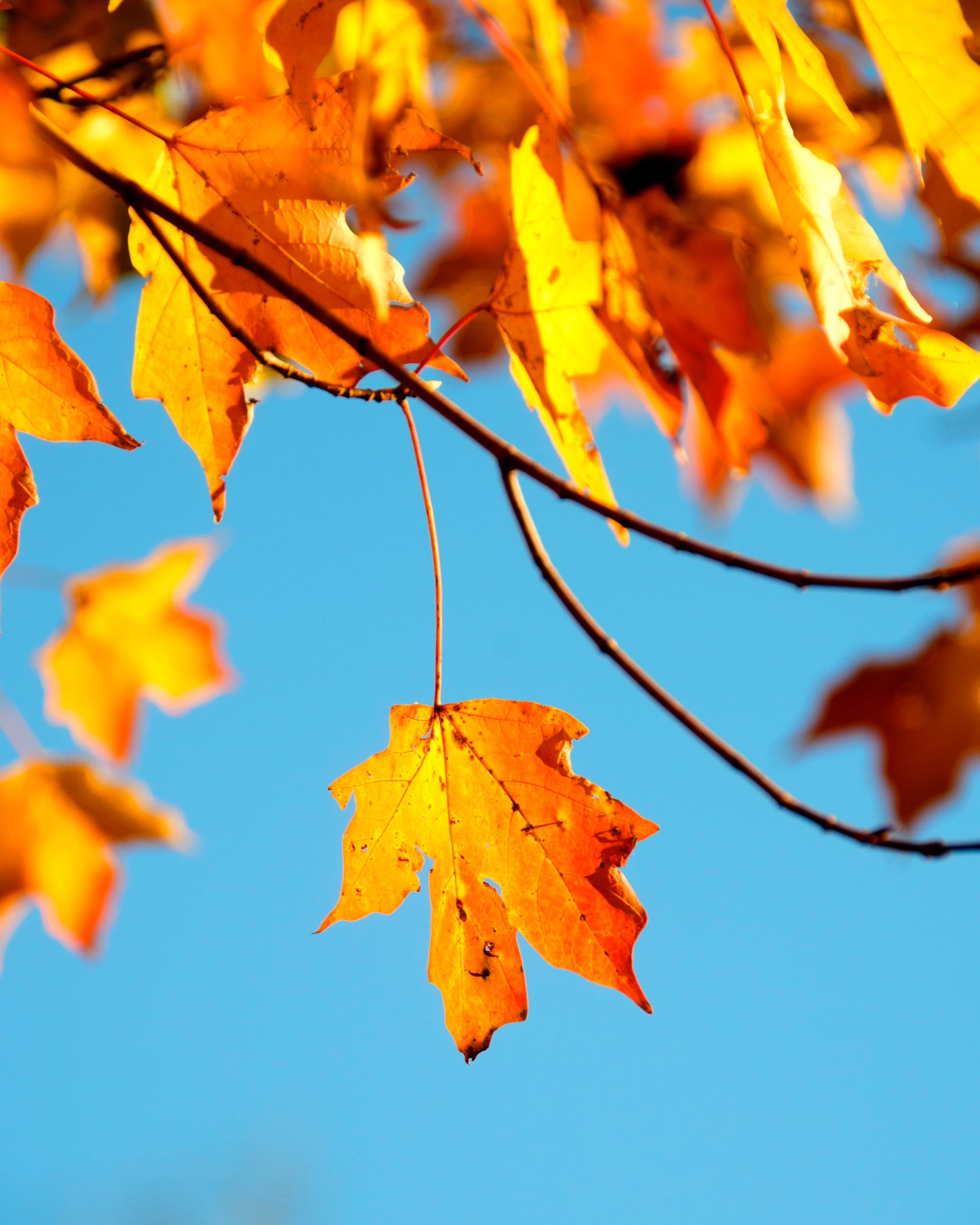 Autumn Tree Without Leaves Wallpapers