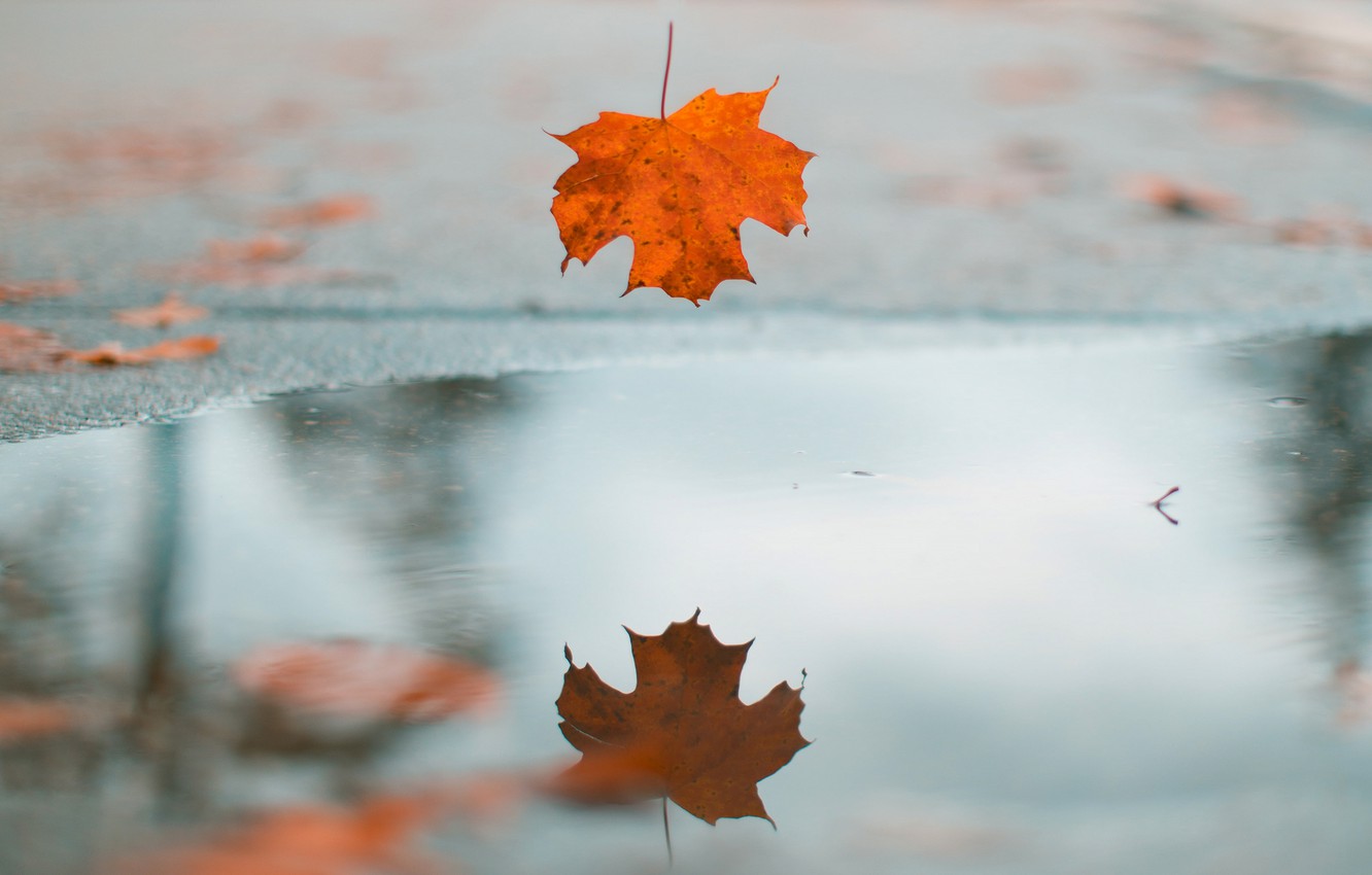 Autumn Water Wallpapers