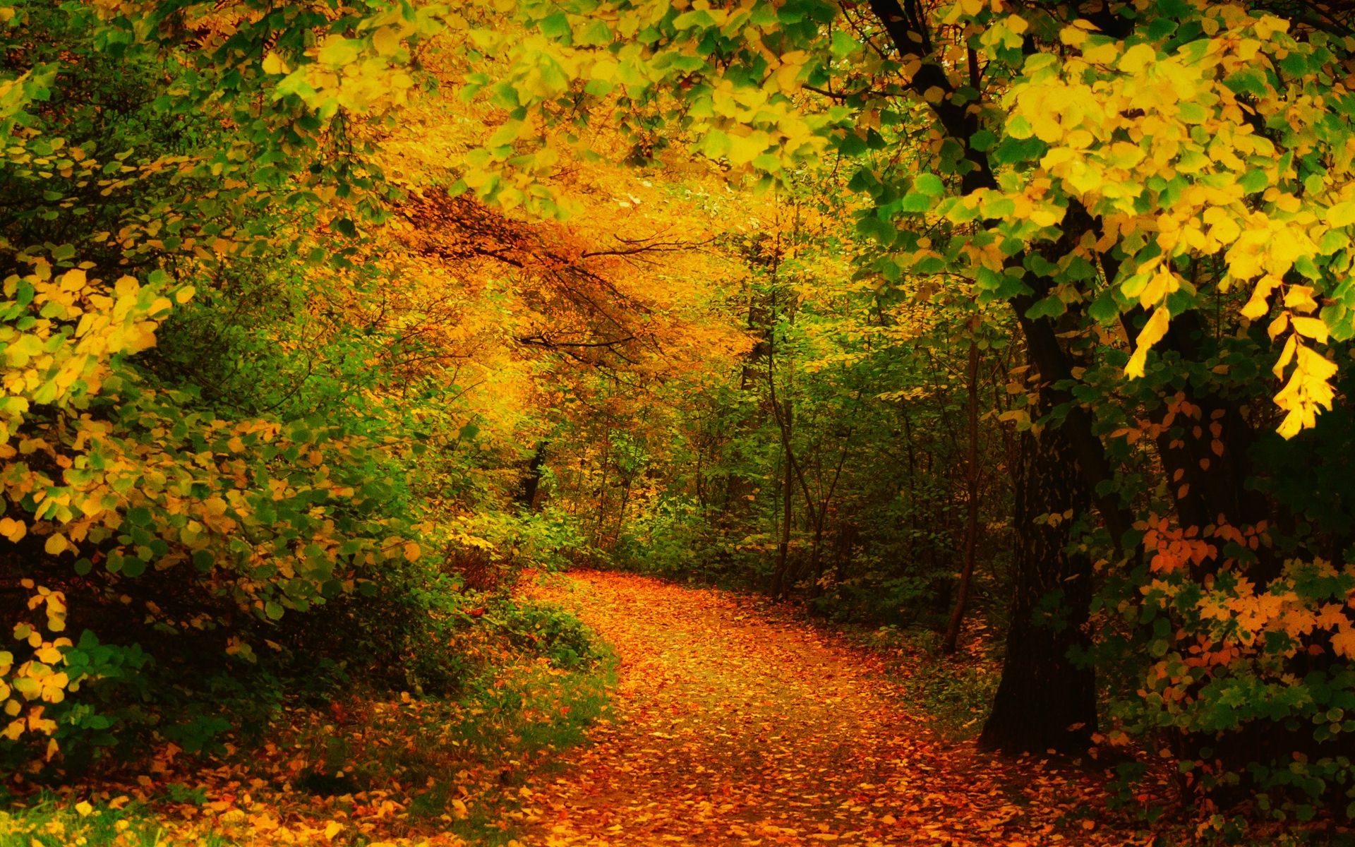 Autumn Woods Trees Fall Forest Wallpapers