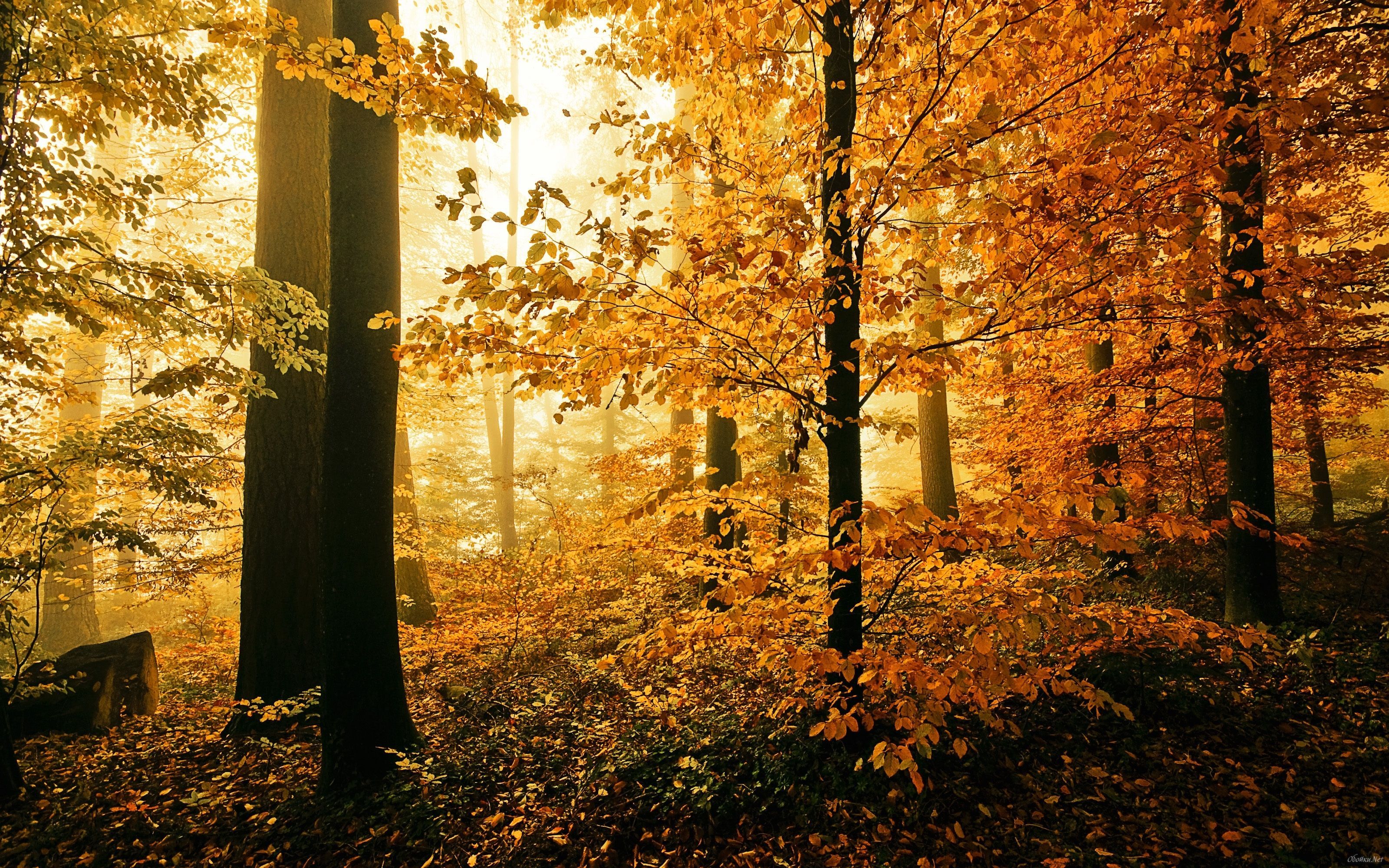 Autumn Woods Trees Fall Forest Wallpapers