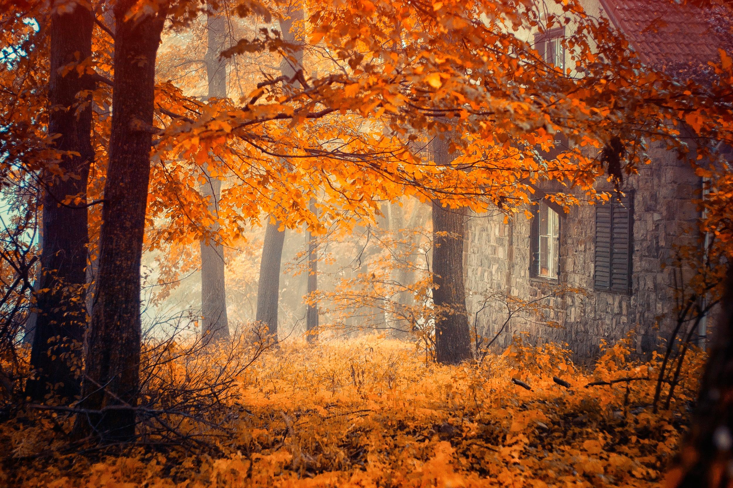 Autumn Woods Trees Fall Forest Wallpapers