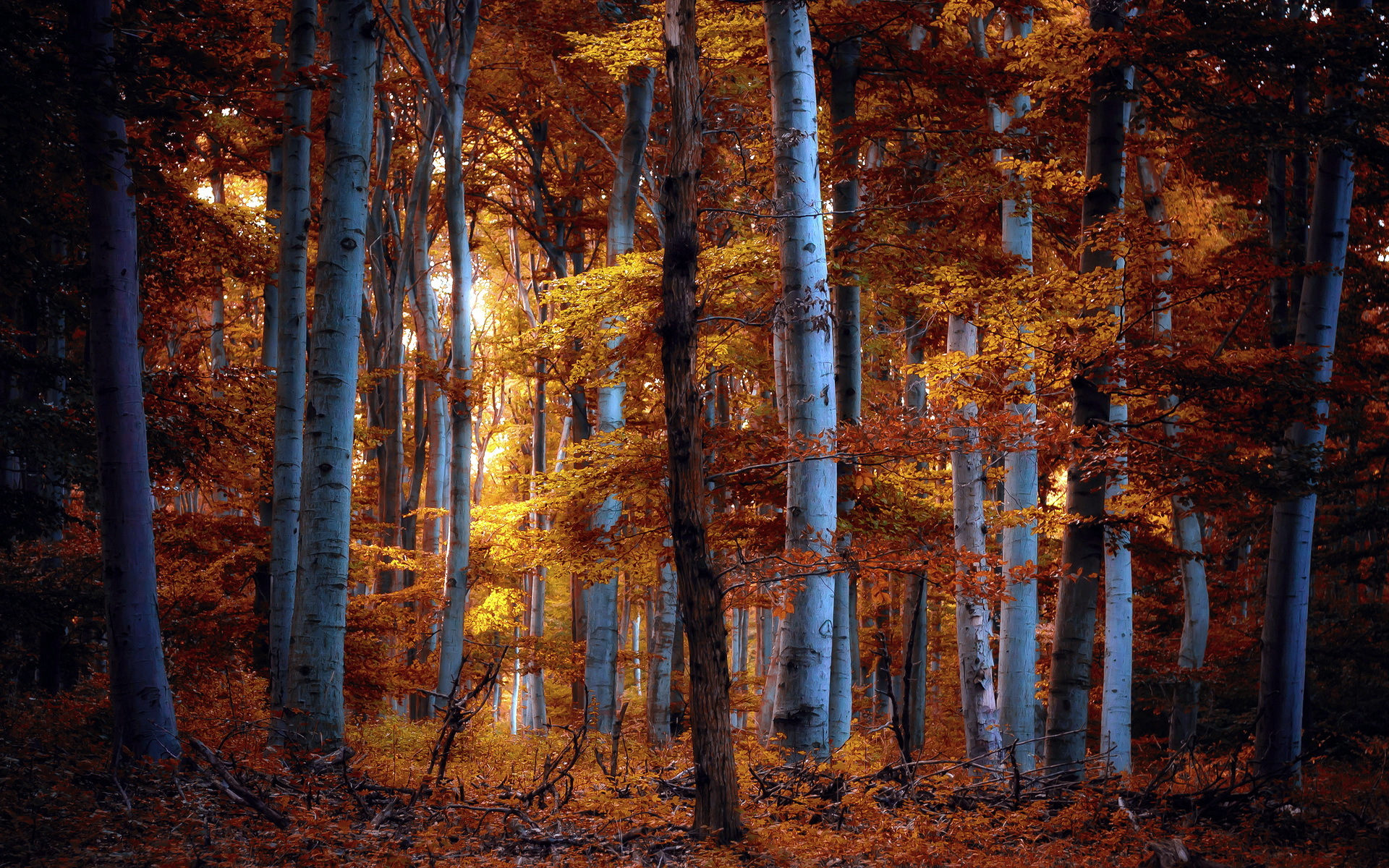 Autumn Woods Trees Fall Forest Wallpapers