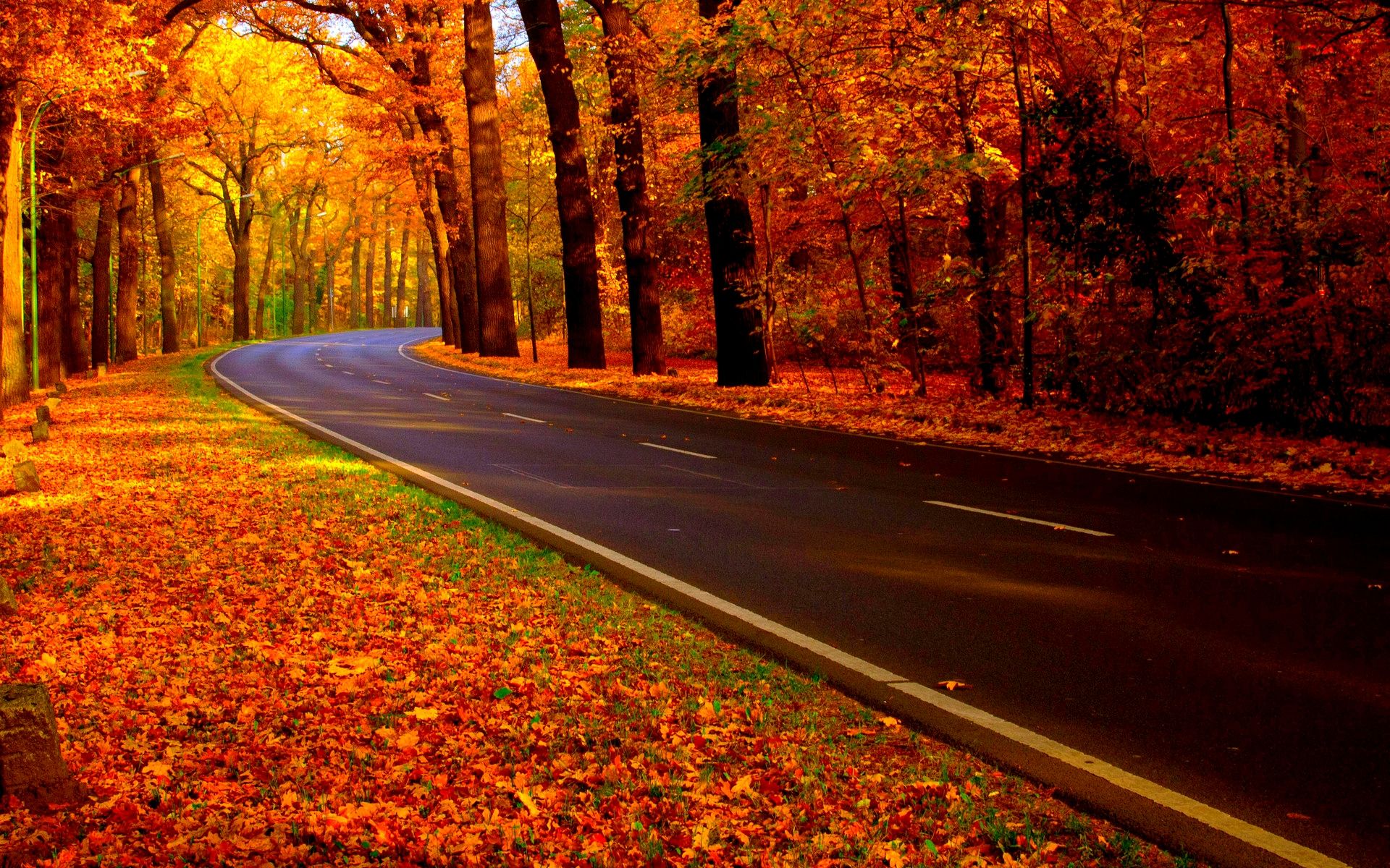 Autumn Woods Trees Fall Forest Wallpapers