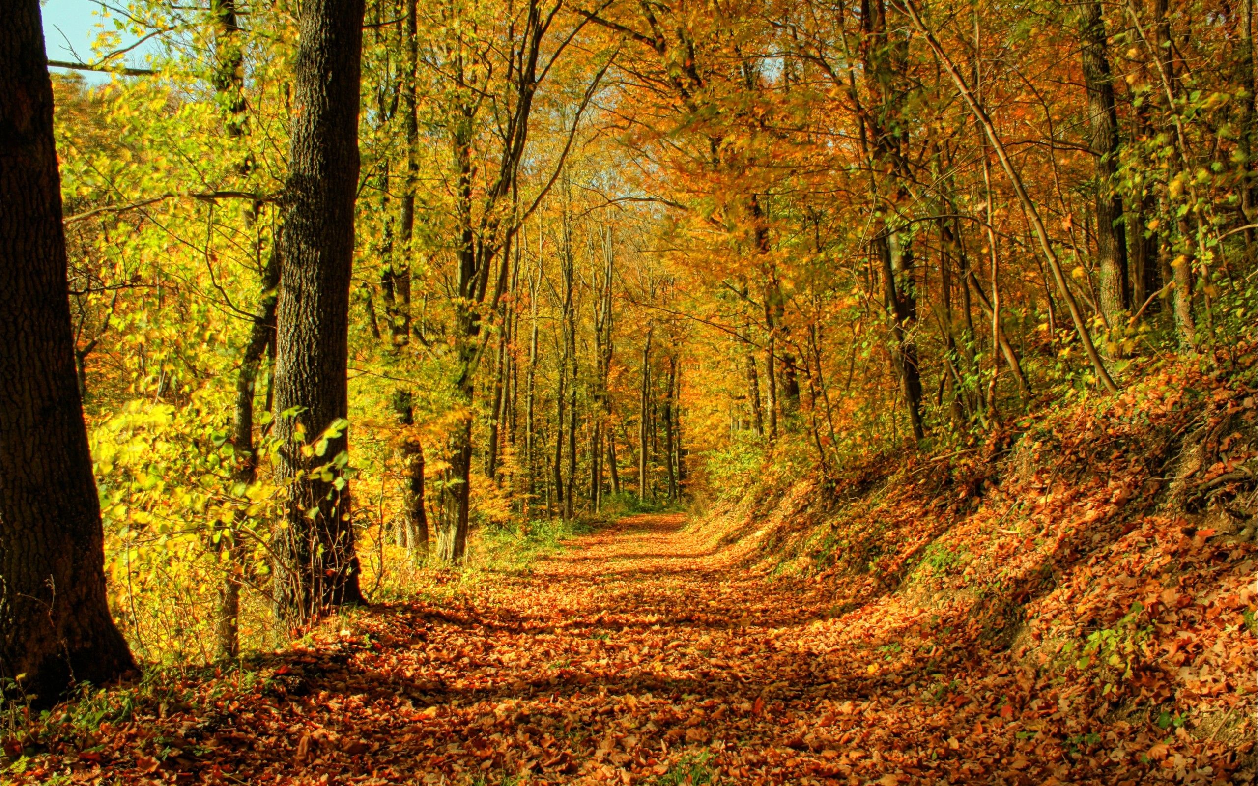 Autumn Woods Trees Fall Forest Wallpapers