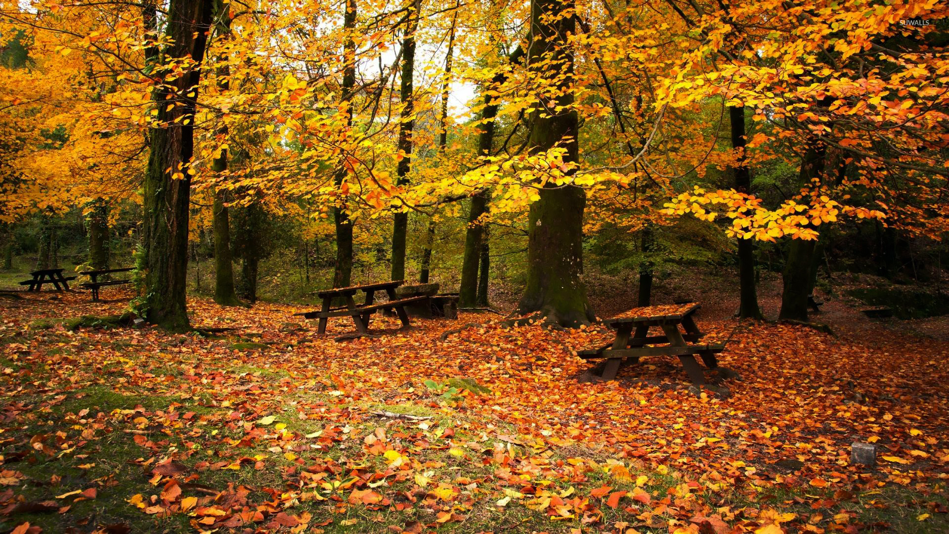 Autumn Woods Trees Fall Forest Wallpapers