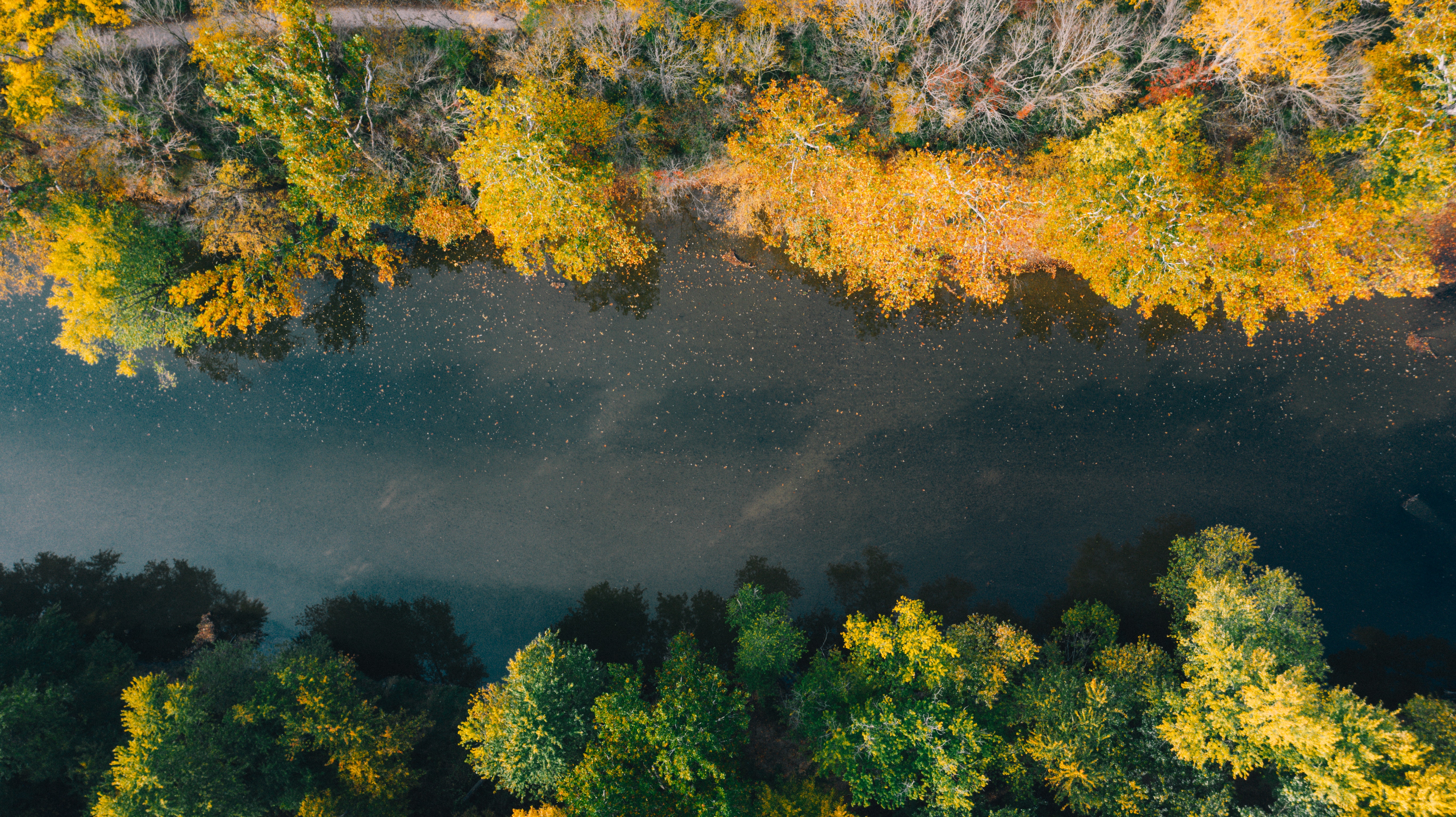 Autumn Woods Trees Fall Forest Wallpapers