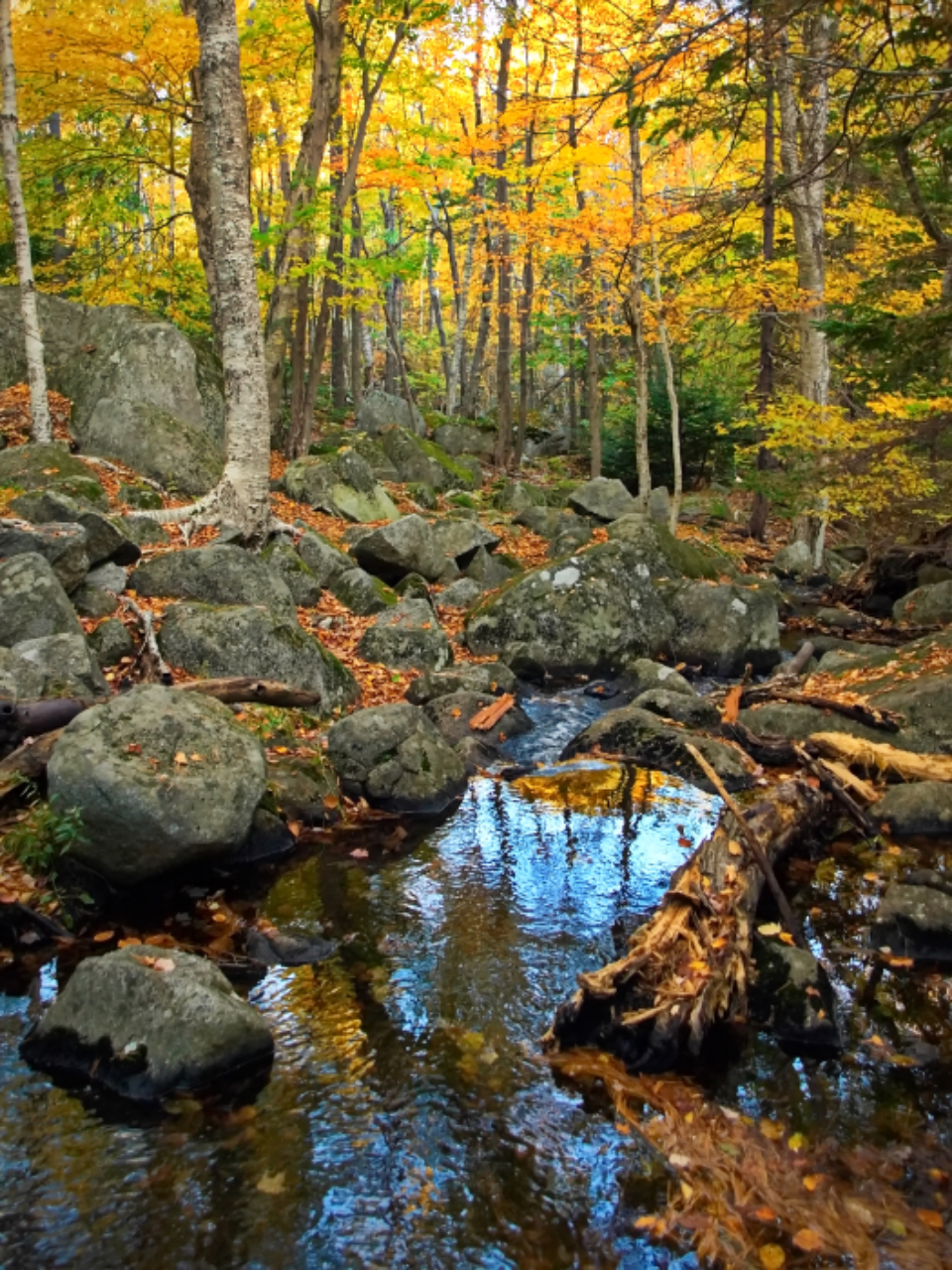 Autumn Woods Trees Fall Forest Wallpapers