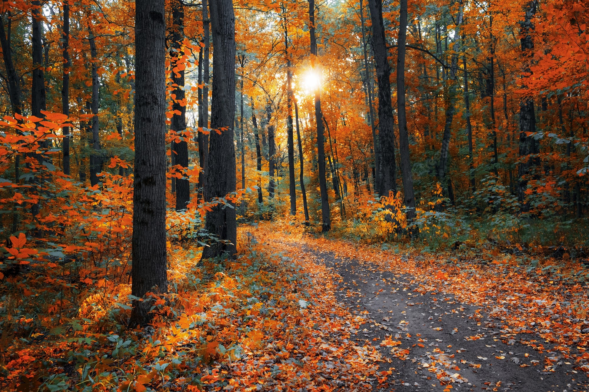 Autumn Woods Trees Fall Forest Wallpapers