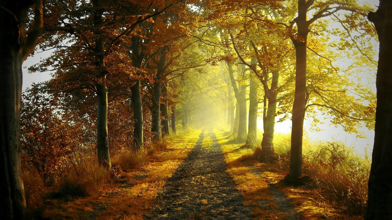 Autumn Woods Trees Fall Forest Wallpapers