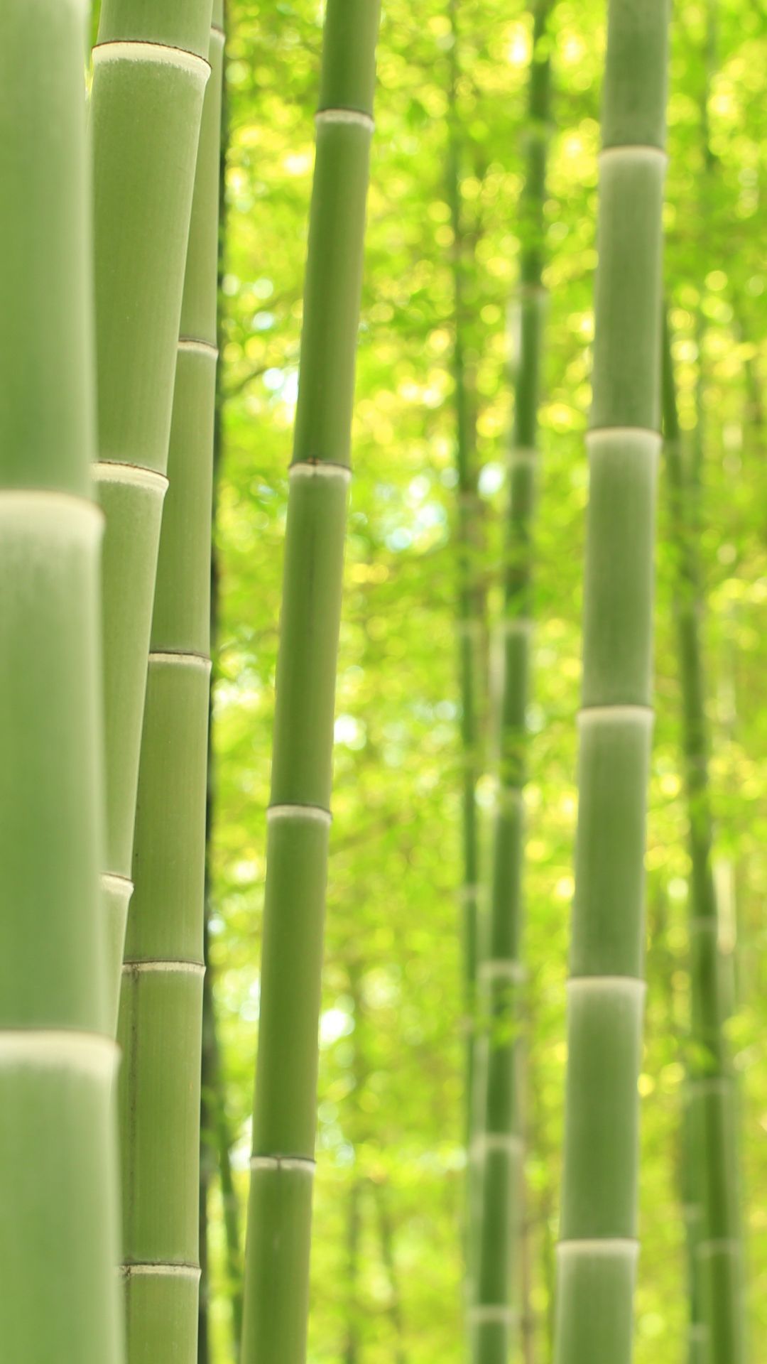 Bamboo Wallpapers