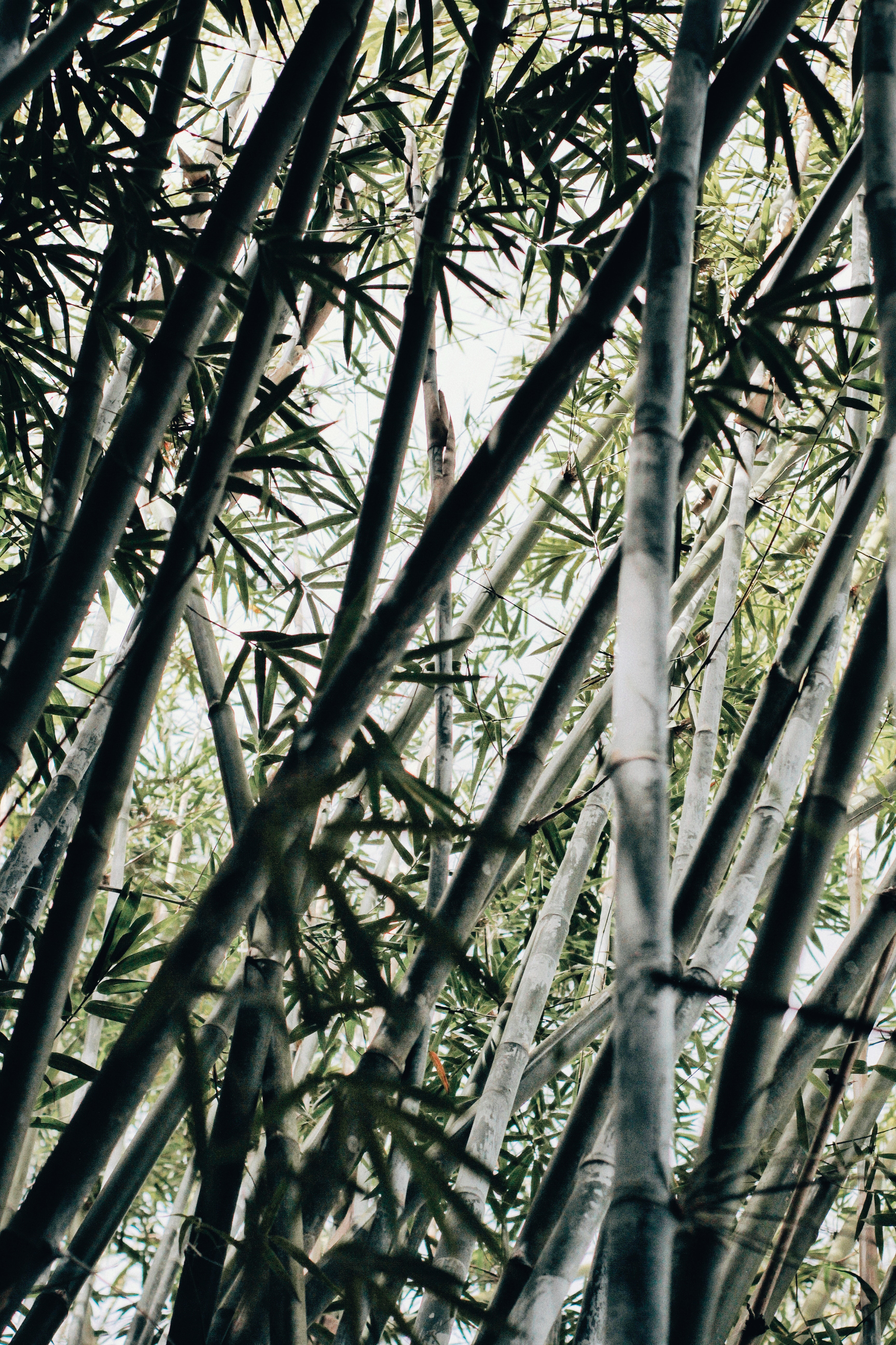 Bamboo Wallpapers