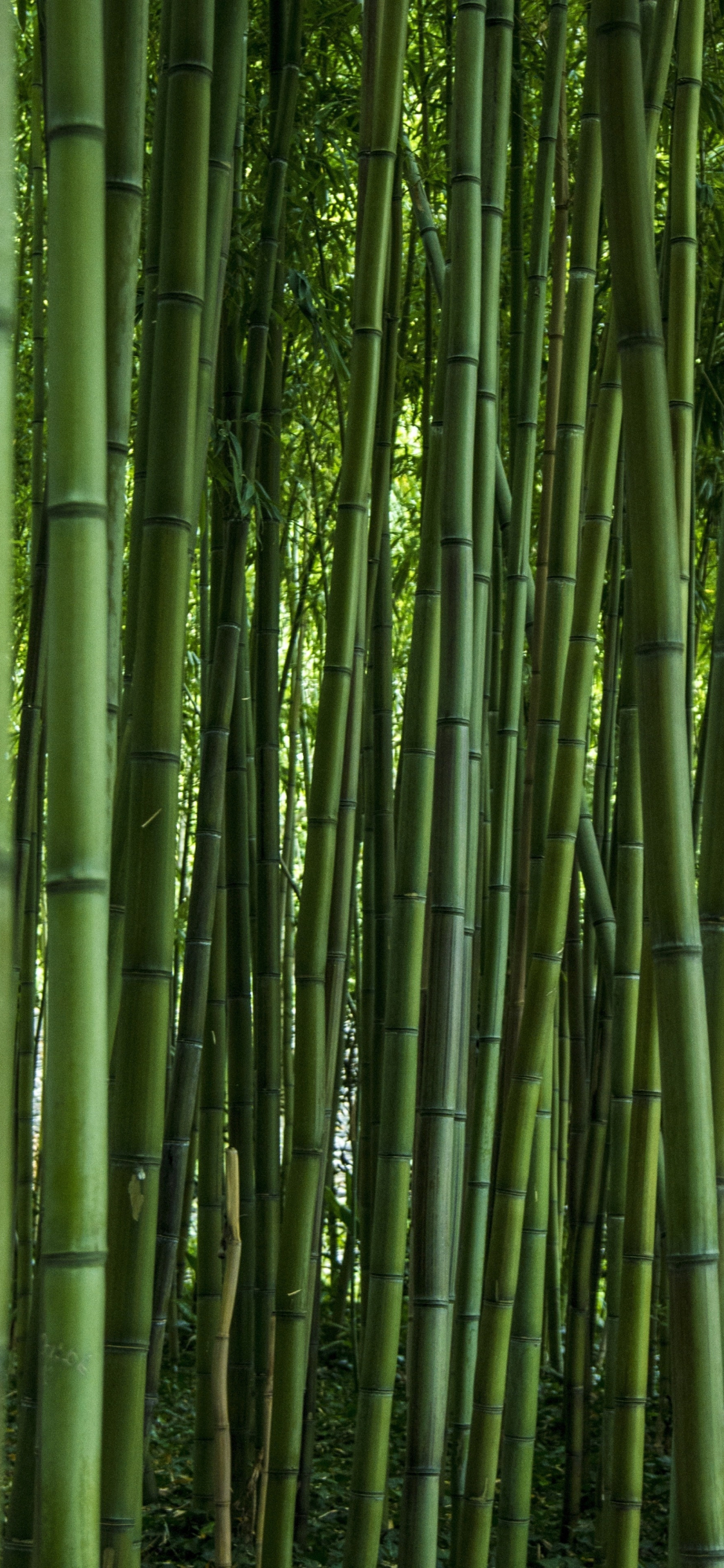 Bamboo Wallpapers