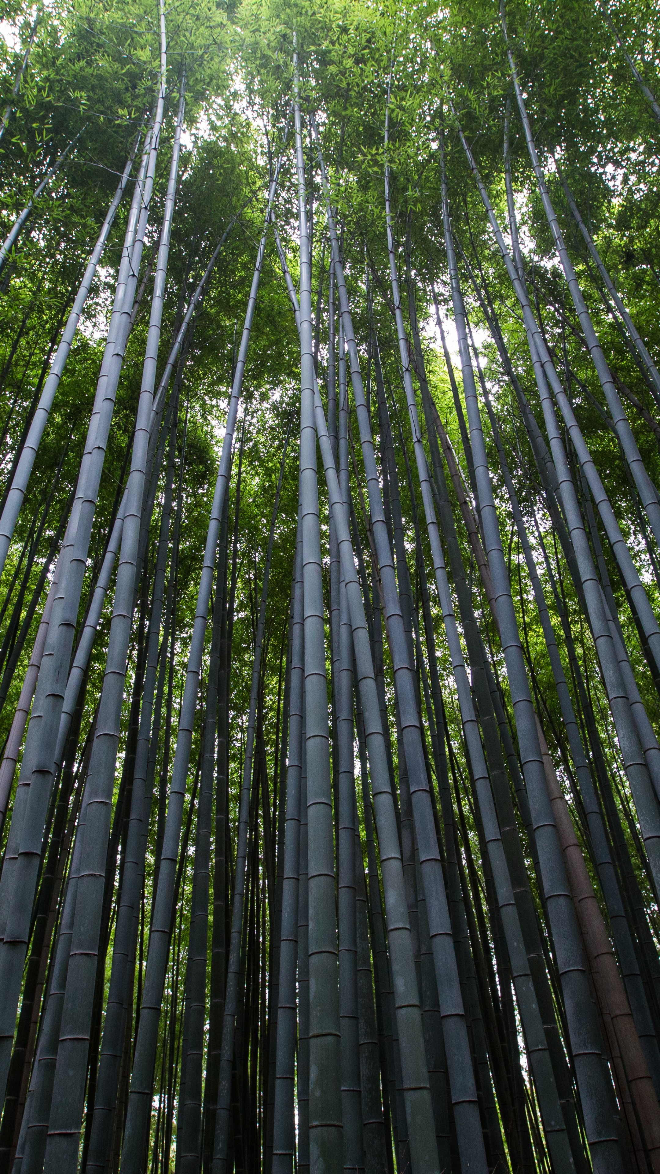 Bamboo Wallpapers