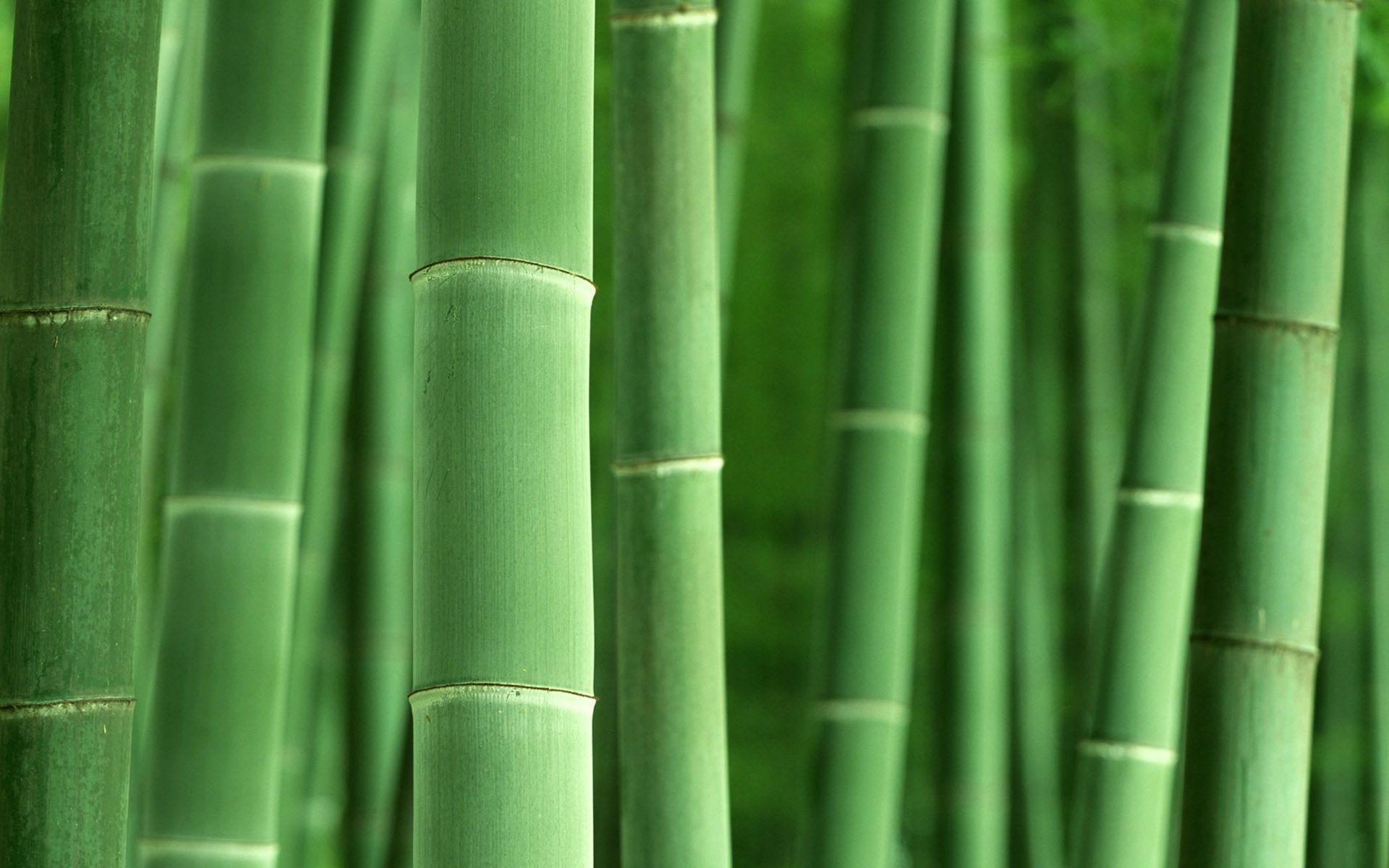 Bamboo Wallpapers