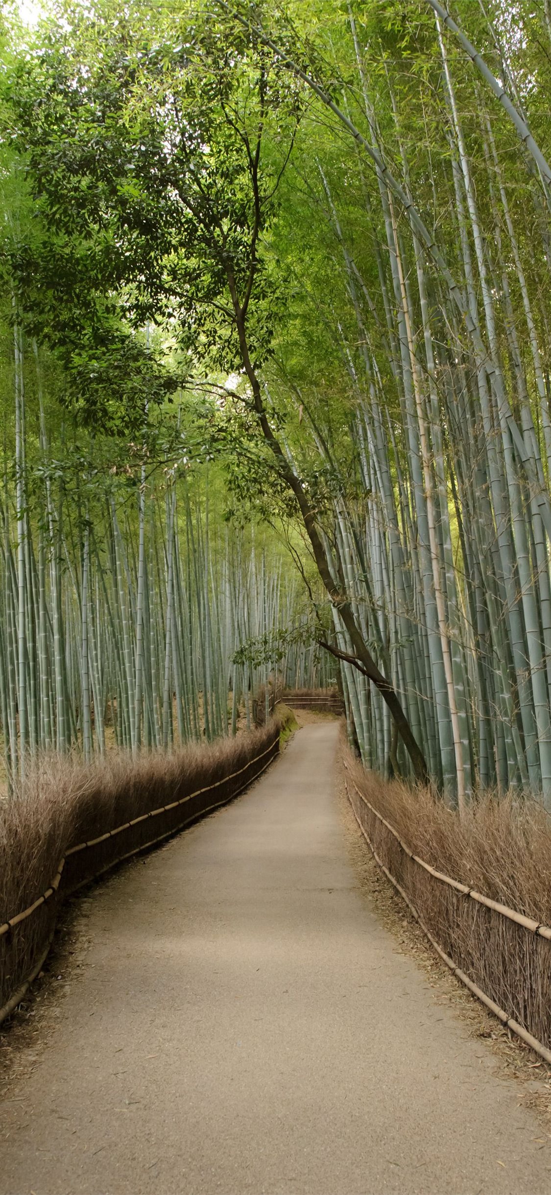 Bamboo Wallpapers