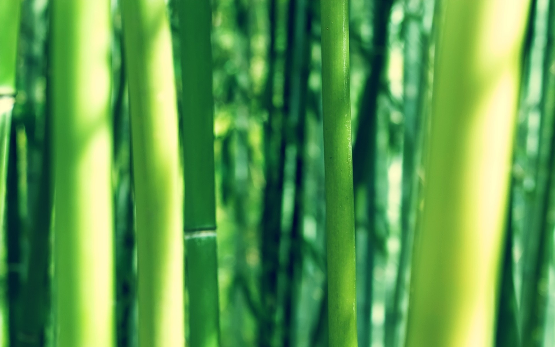 Bamboo Wallpapers