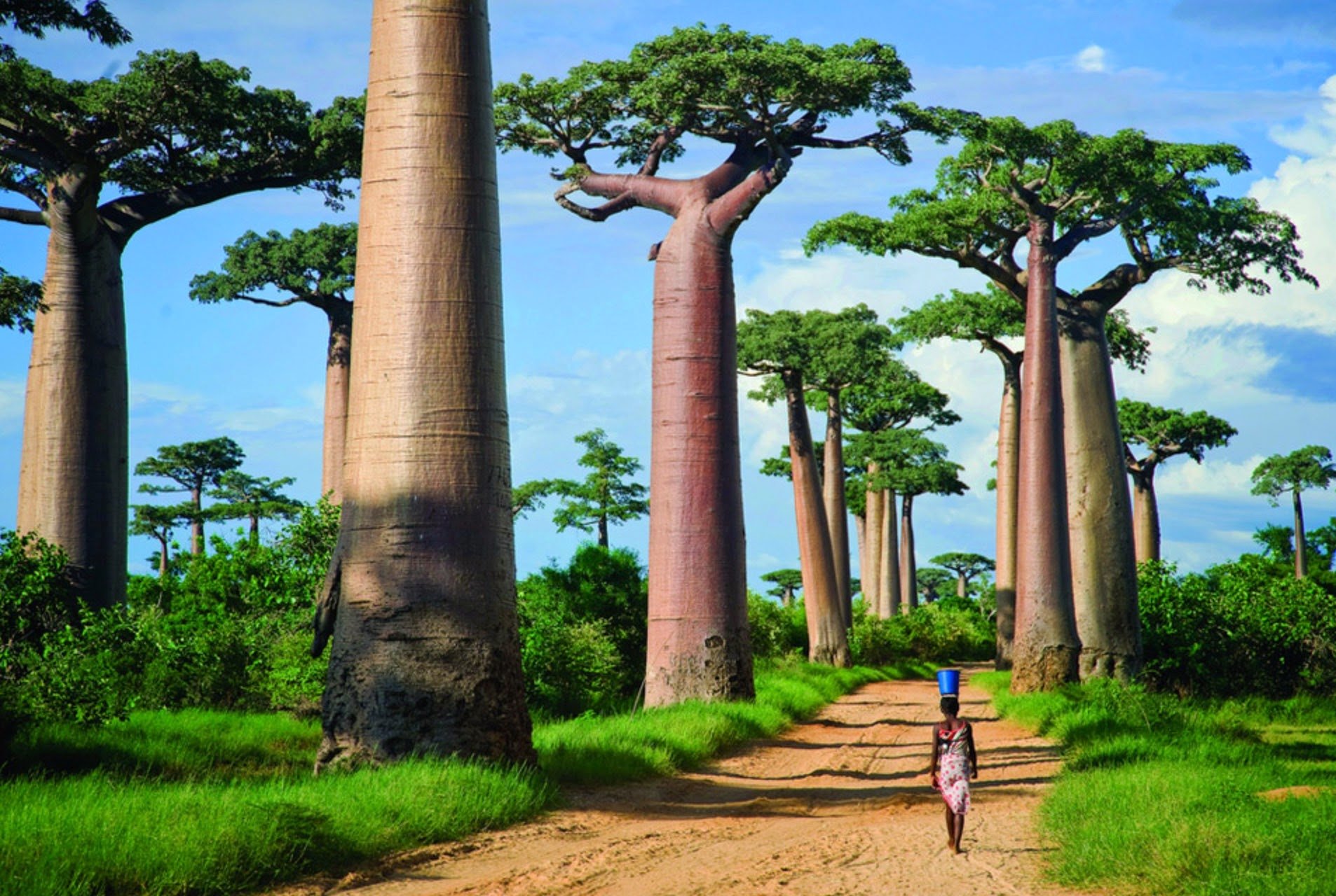 Baobab Tree Wallpapers