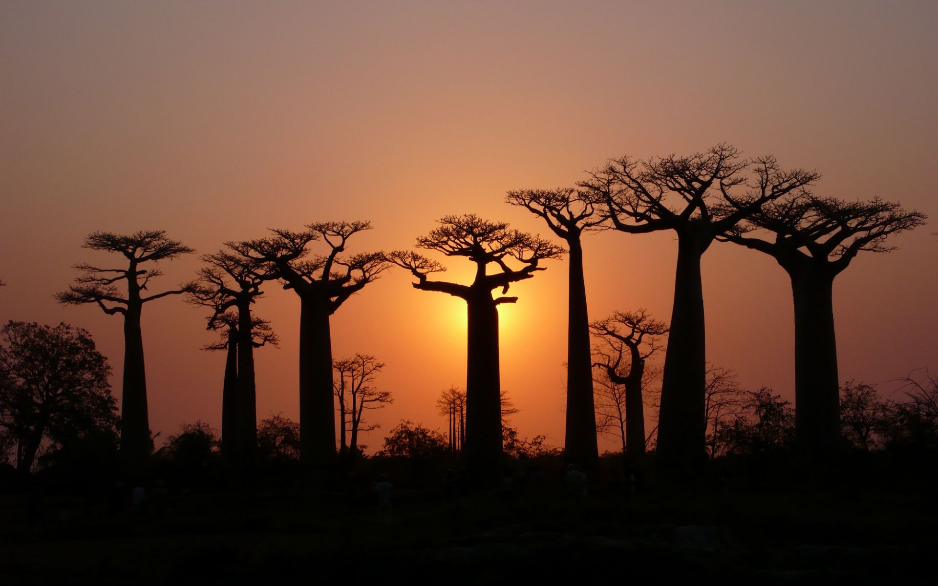 Baobab Tree Wallpapers