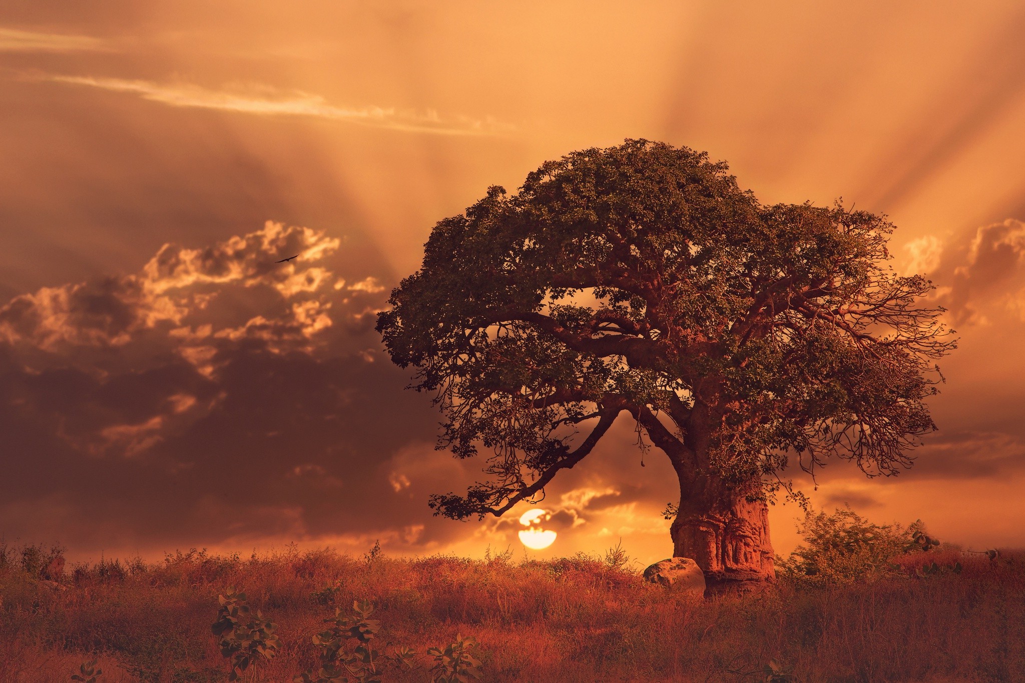 Baobab Tree Wallpapers