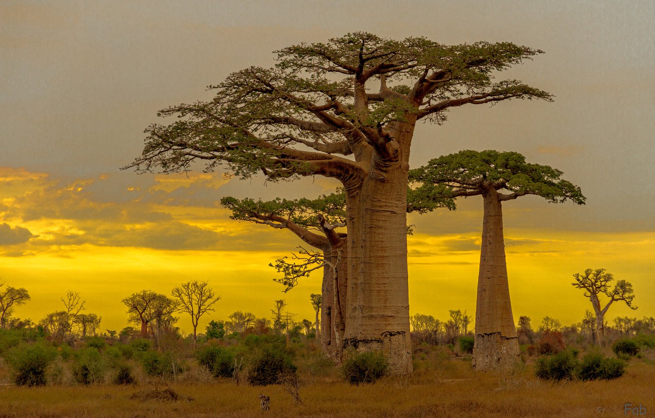 Baobab Tree Wallpapers