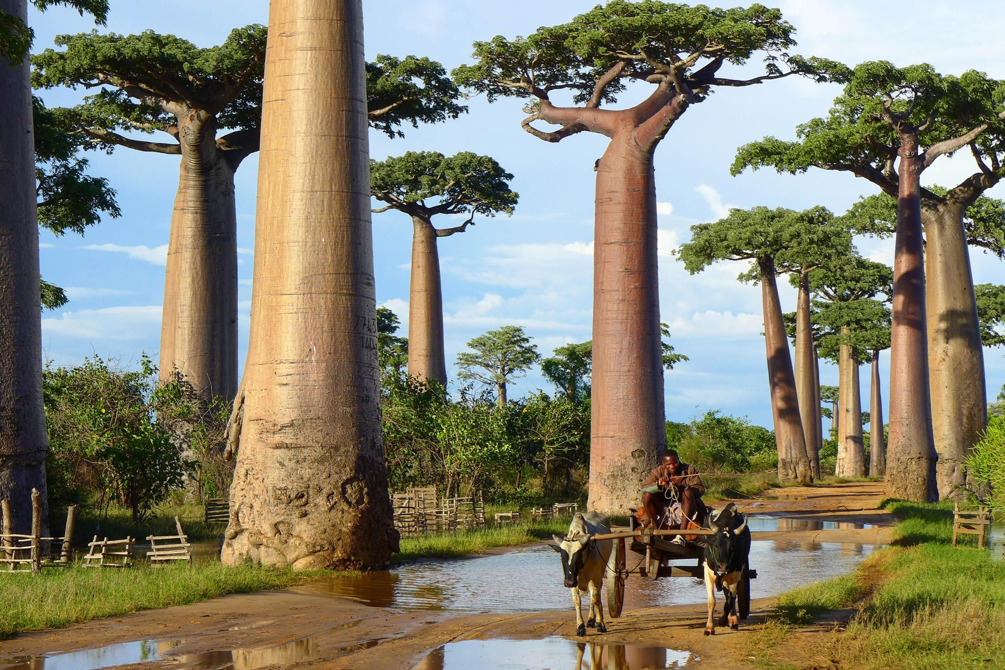 Baobab Tree Wallpapers