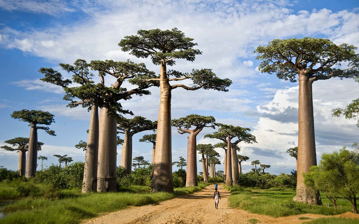 Baobab Tree Wallpapers