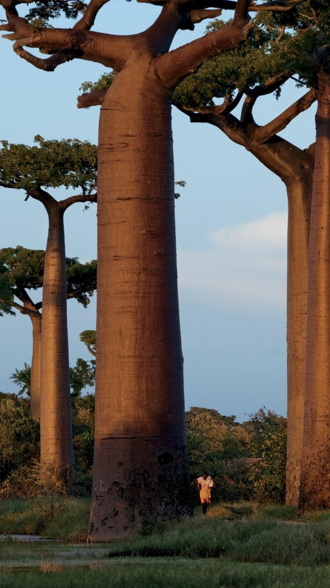 Baobab Tree Wallpapers